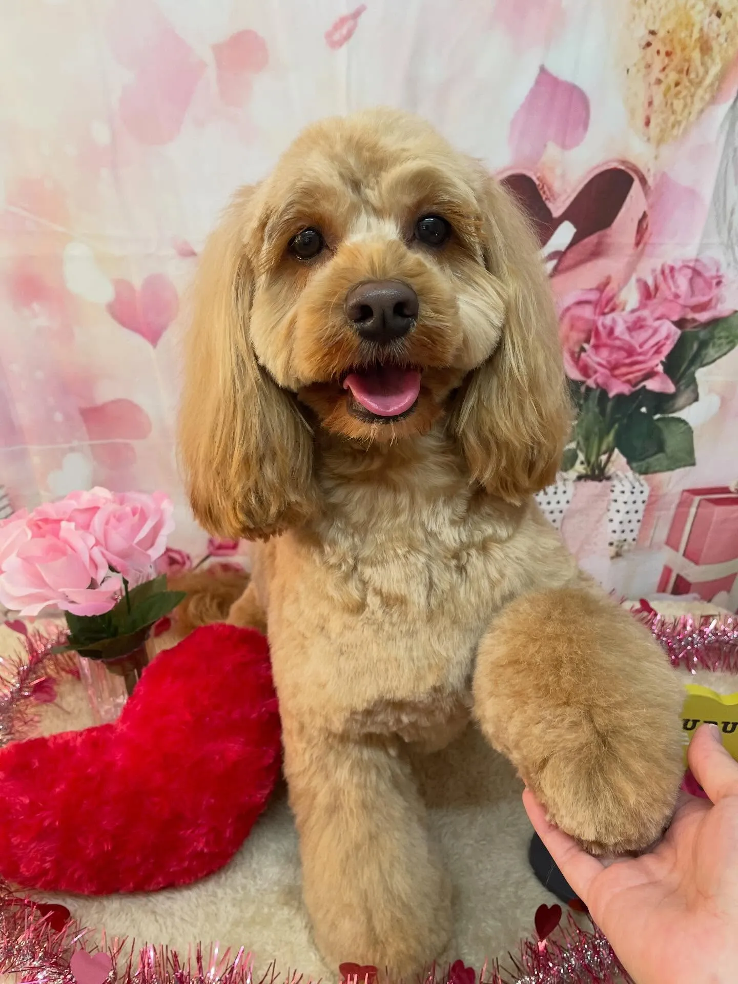 🍃2/8のトリミング🍃ミックス犬🐶｜名東区・千種区・守山区の...