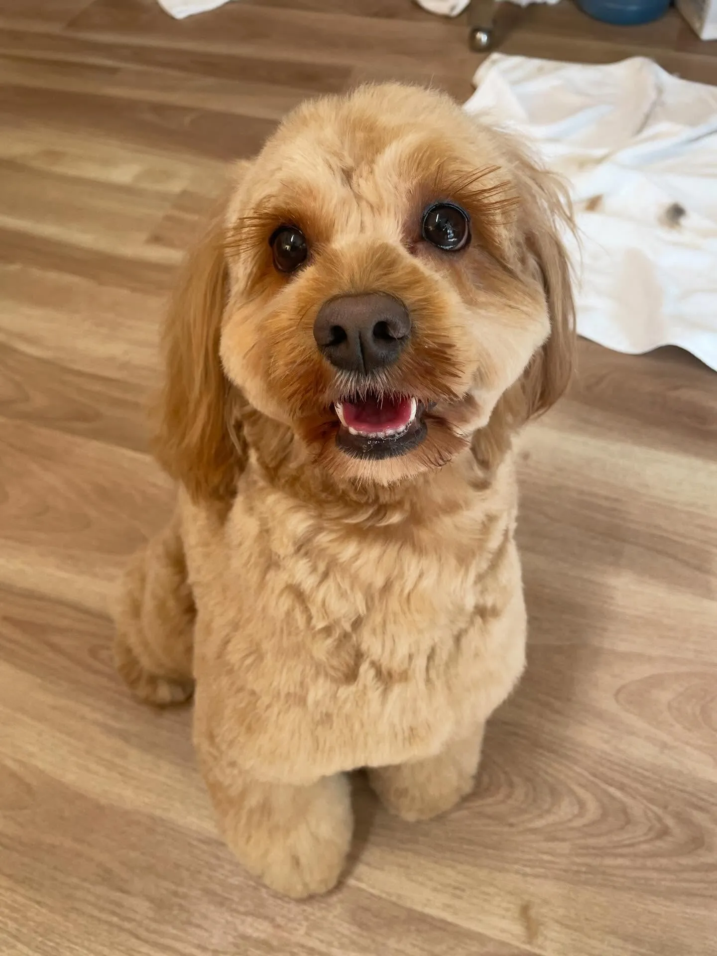 🍃2/8のトリミング🍃ミックス犬🐶｜名東区・千種区・守山区の...