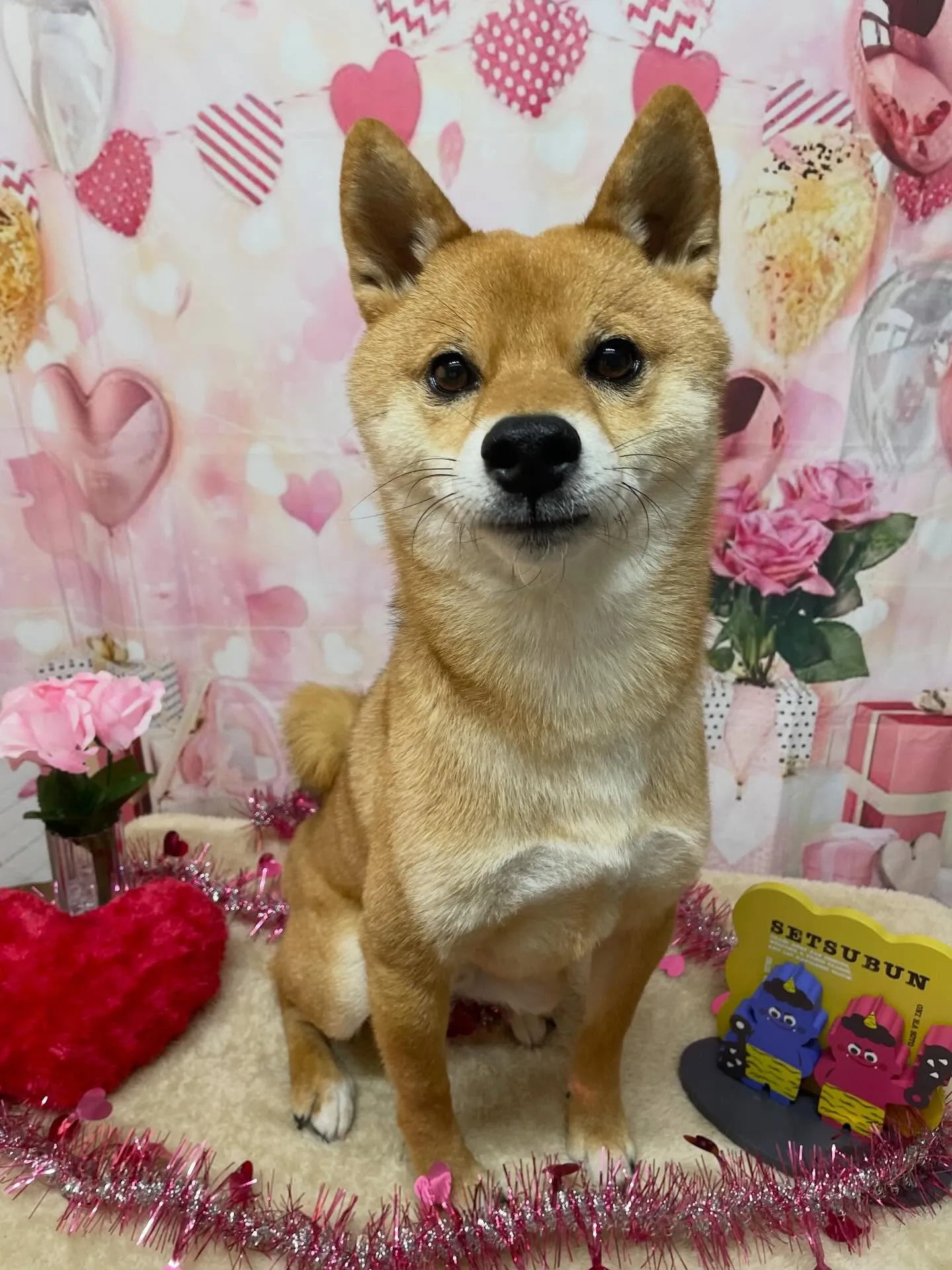 🍃2/8のトリミング🍃柴犬🐶｜名東区・千種区・守山区の動物病...