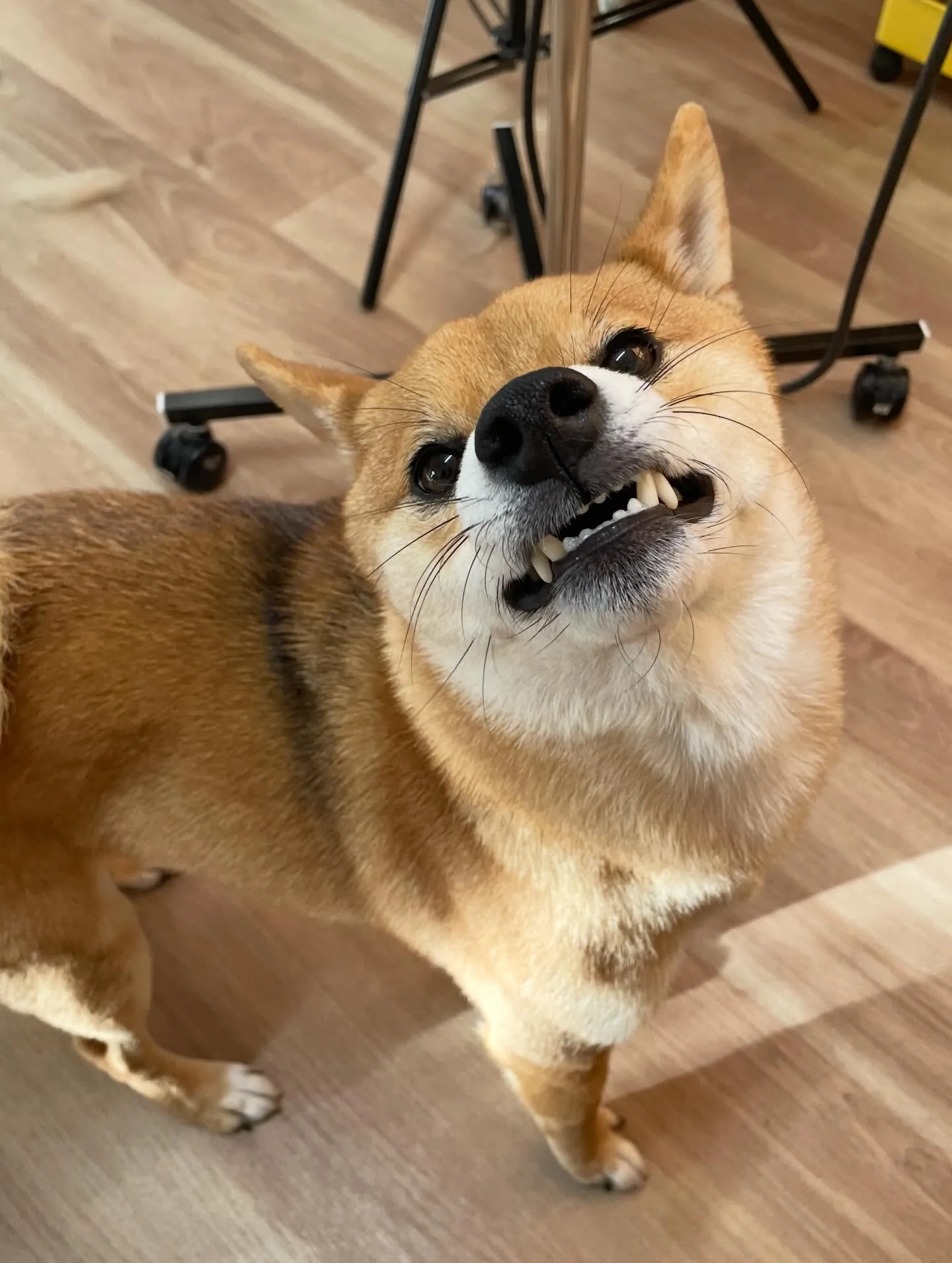 🍃2/8のトリミング🍃柴犬🐶｜名東区・千種区・守山区の動物病...