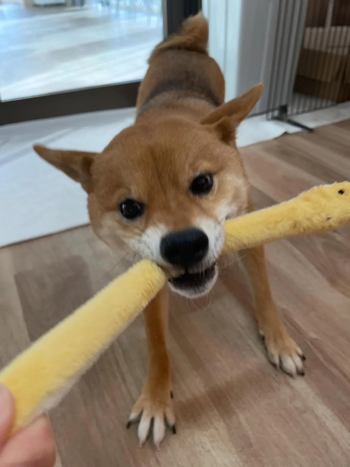 🍃2/8のトリミング🍃柴犬🐶｜名東区・千種区・守山区の動物病...