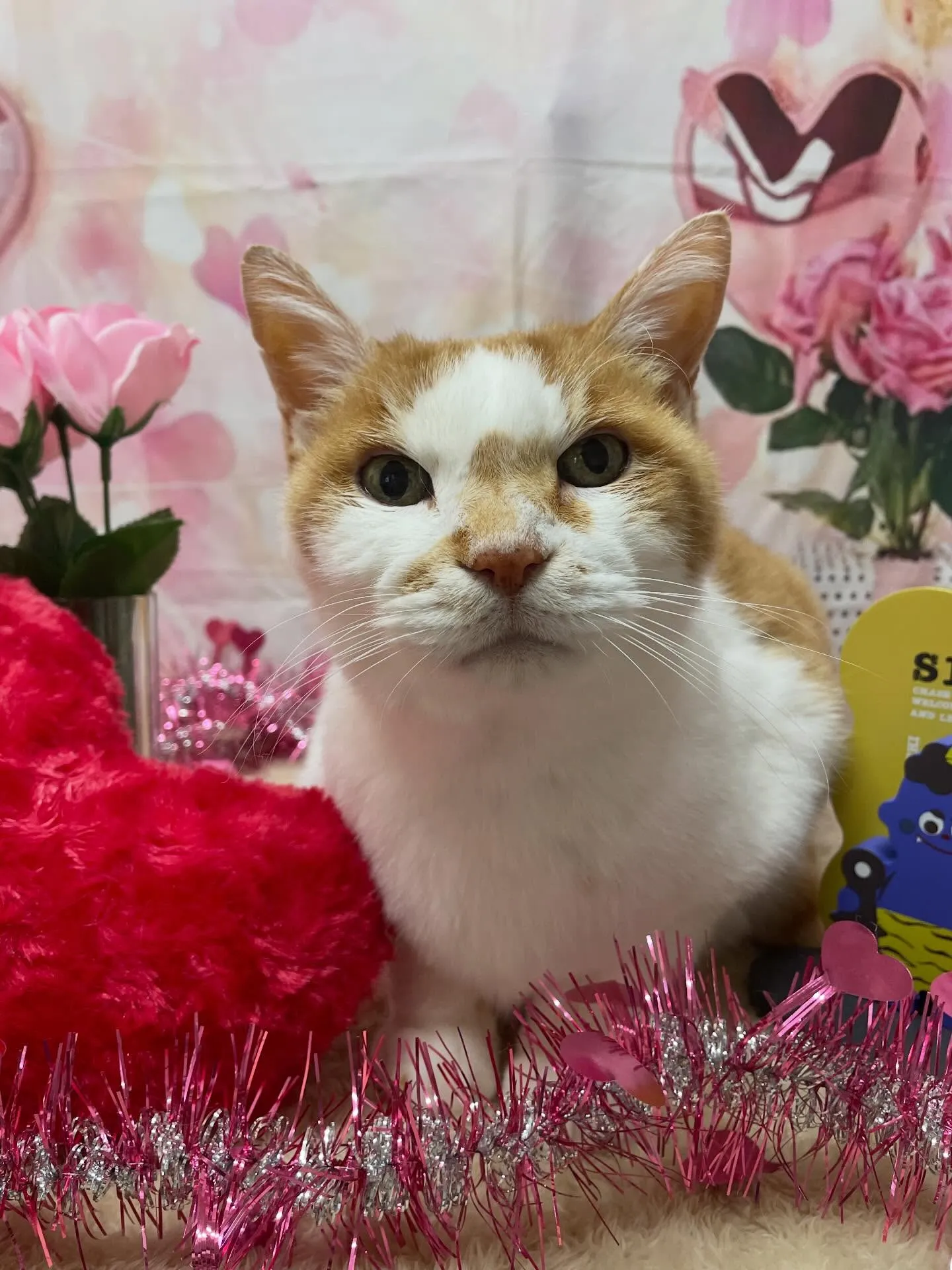 🍃2/10のトリミング🍃日本猫🐱｜名東区・千種区・守山区の動...