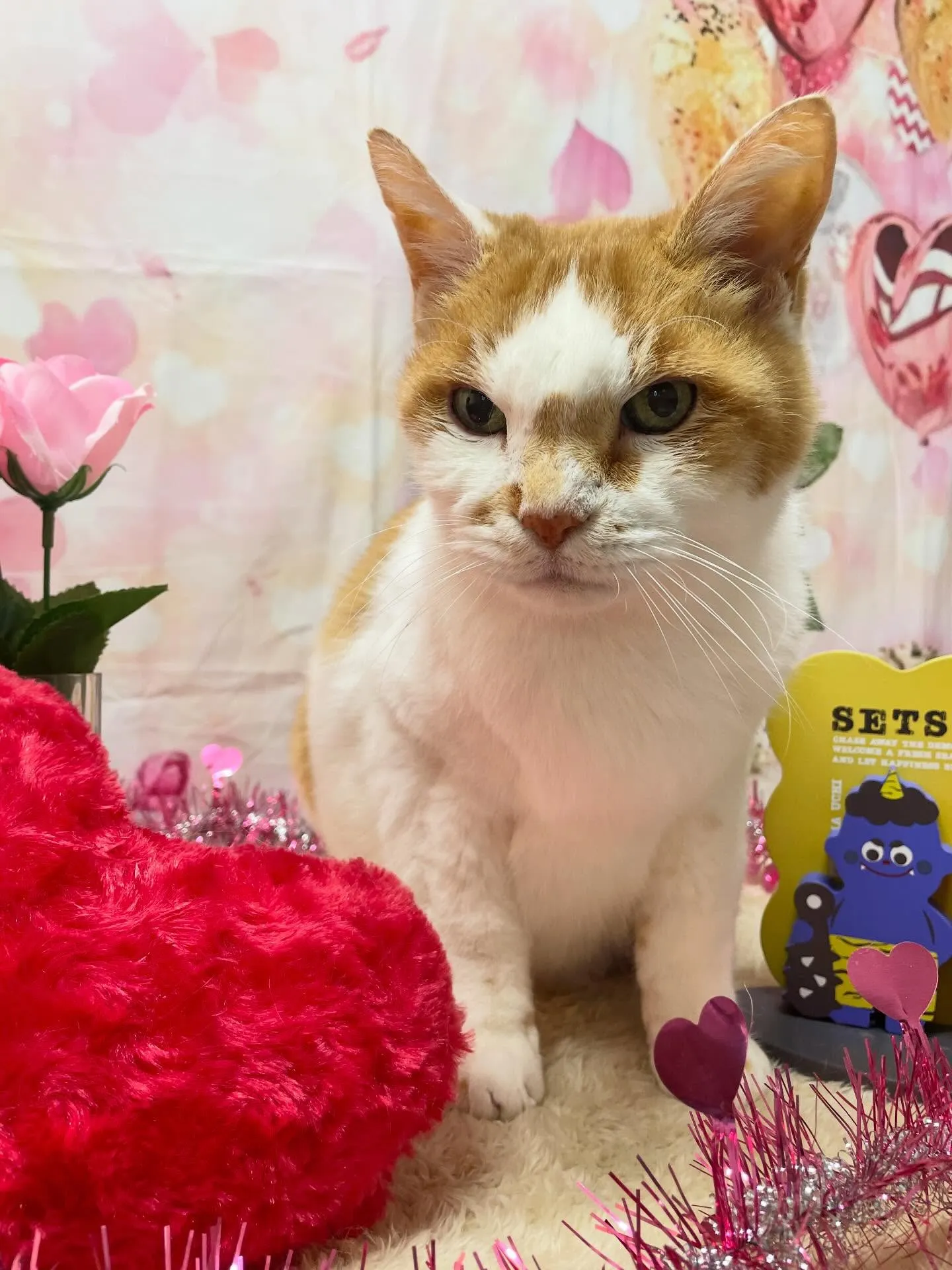 🍃2/10のトリミング🍃日本猫🐱｜名東区・千種区・守山区の動...