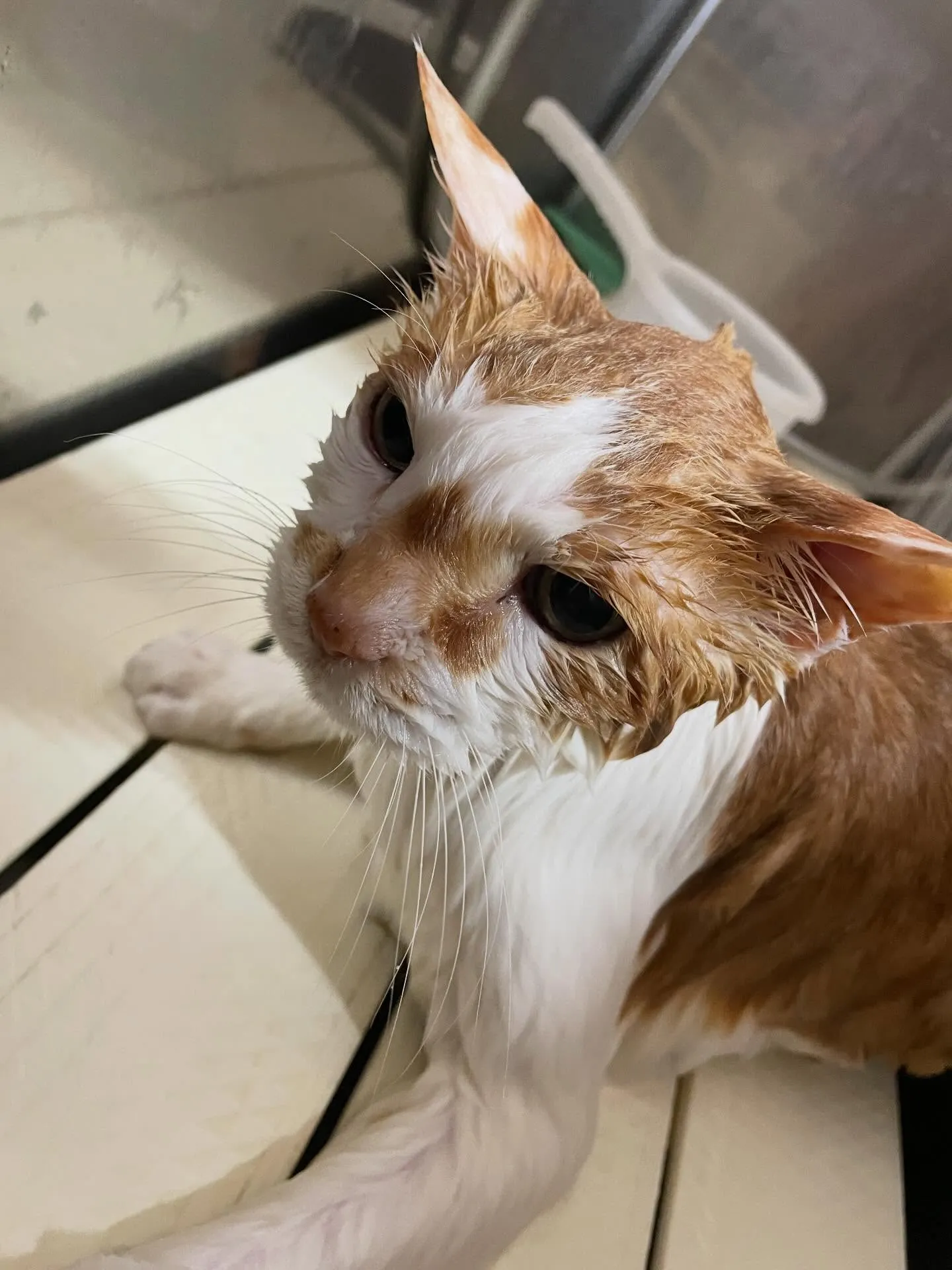 🍃2/10のトリミング🍃日本猫🐱｜名東区・千種区・守山区の動...