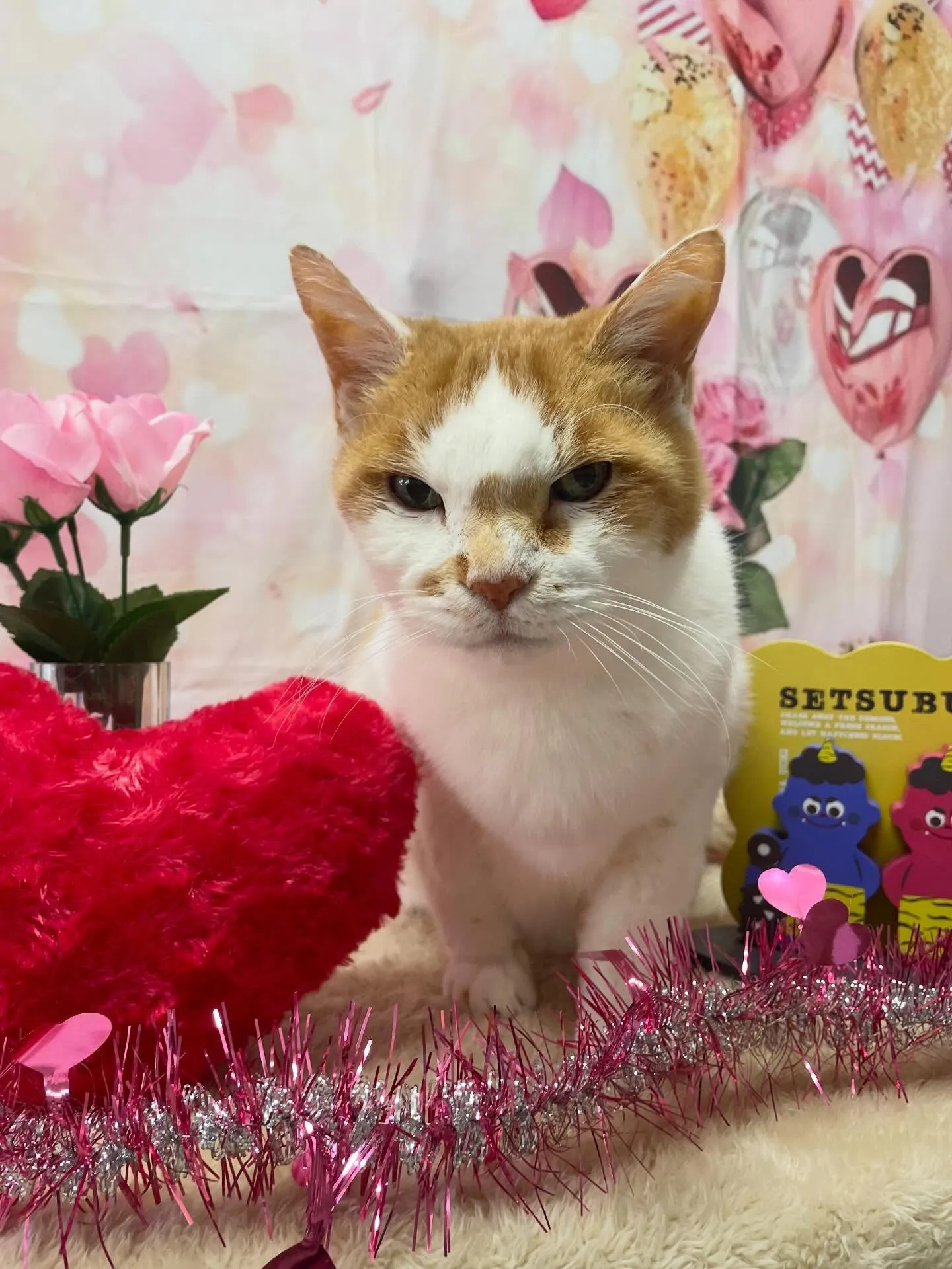 🍃2/10のトリミング🍃日本猫🐱｜名東区・千種区・守山区の動...