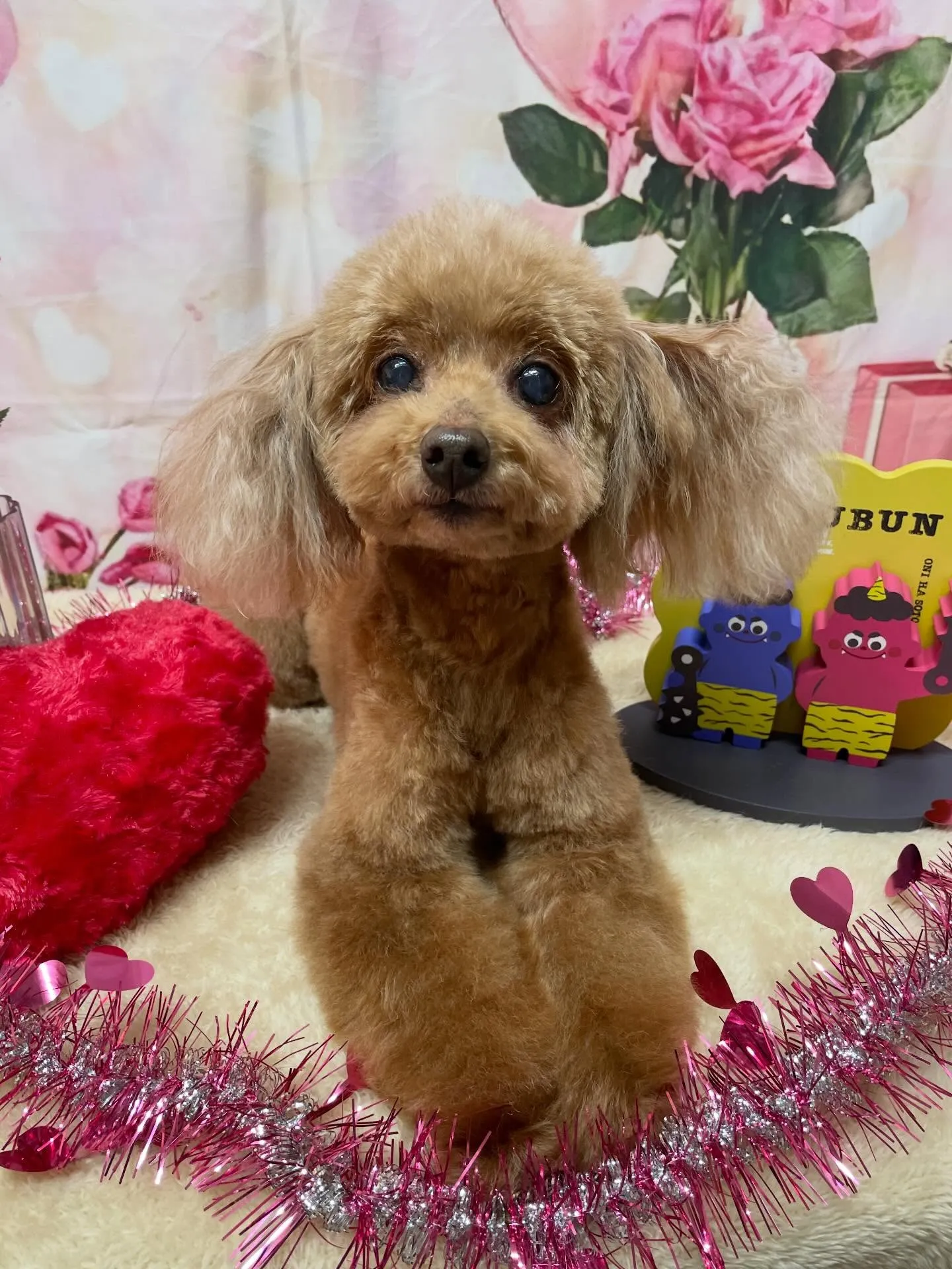 🍃2/10のトリミング🍃プードル🐶｜名東区・千種区・守山区の...