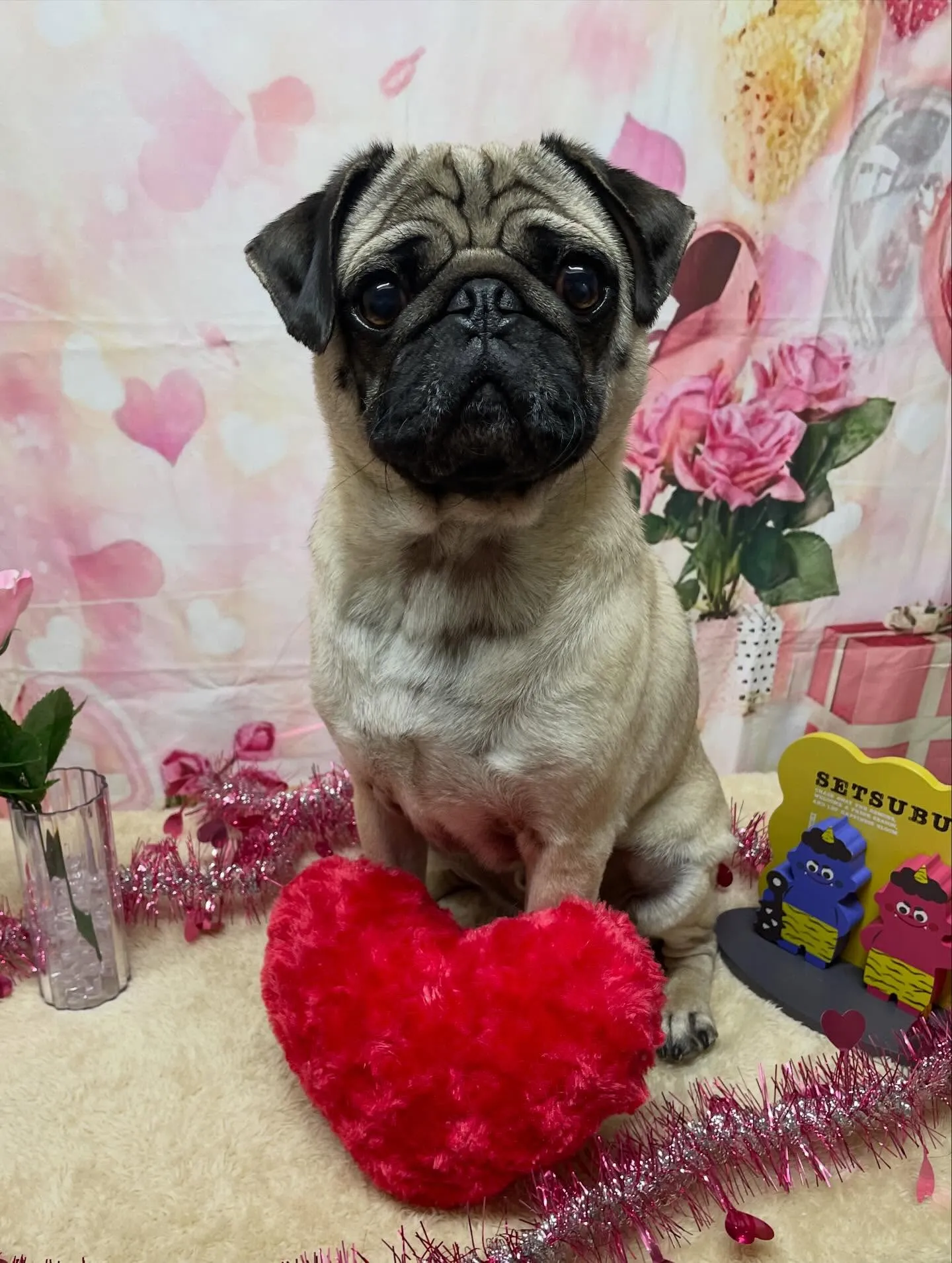 🍃2/10のトリミング🍃パグ🐶｜名東区・千種区・守山区の動物...