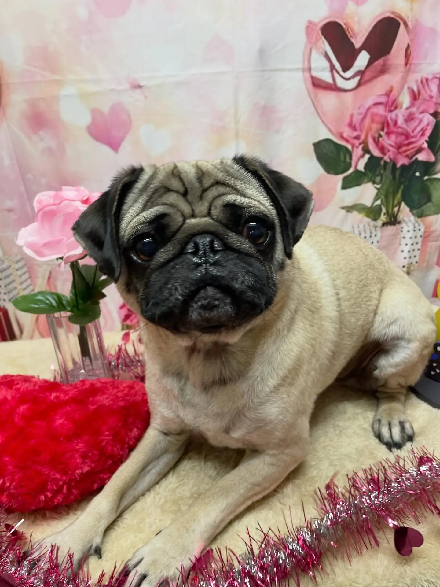 🍃2/10のトリミング🍃パグ🐶｜名東区・千種区・守山区の動物...