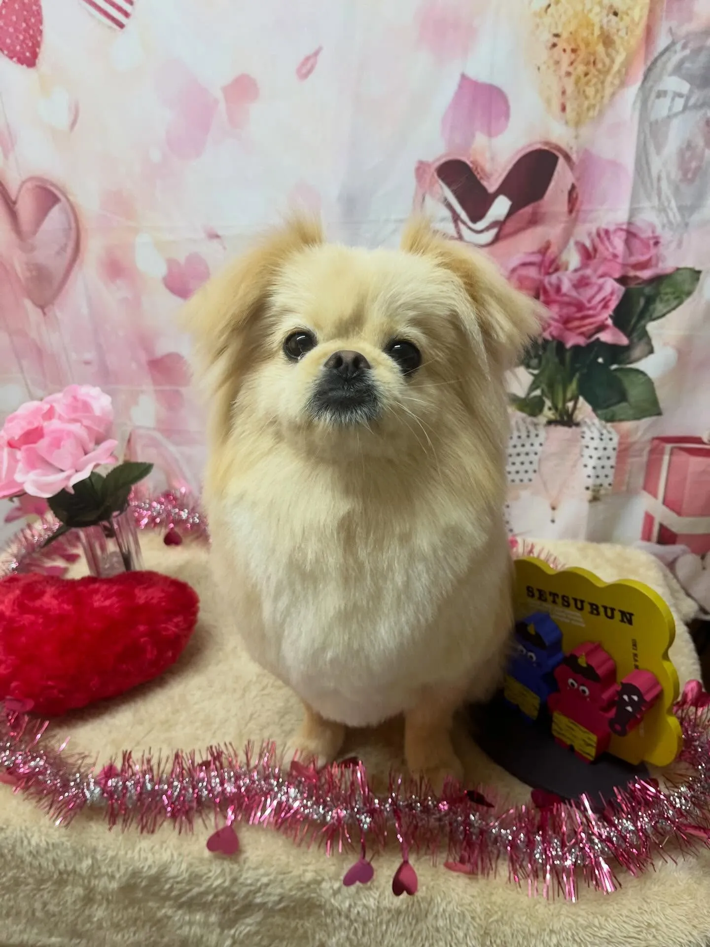 🍃2/11のトリミング🍃ミックス🐶|名東区・千種区・守山区の...