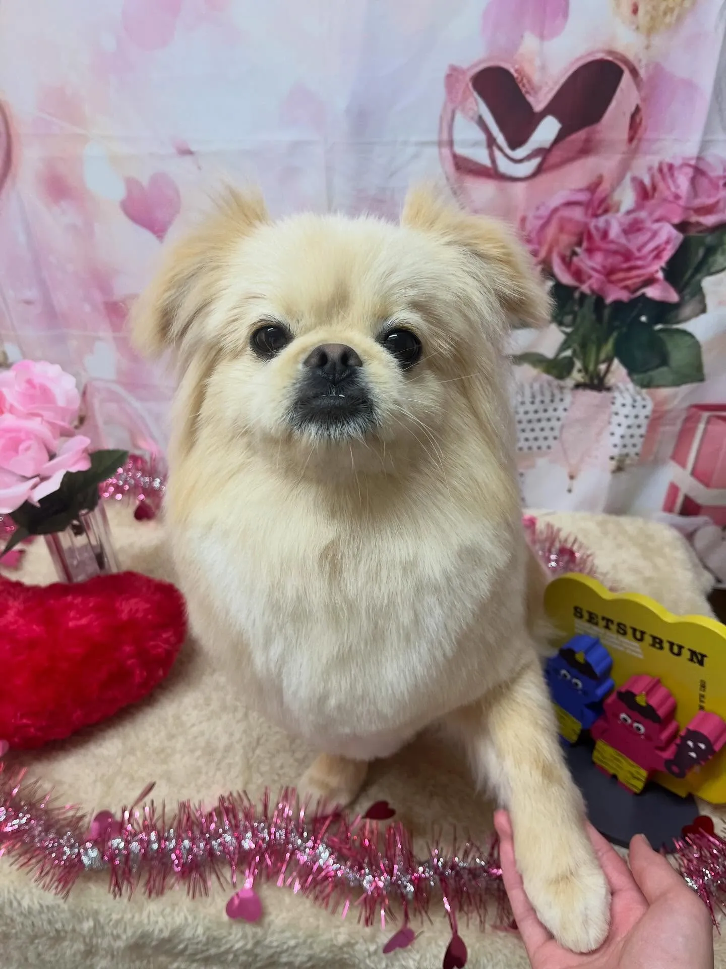 🍃2/11のトリミング🍃ミックス🐶｜名東区・千種区・守山区の...