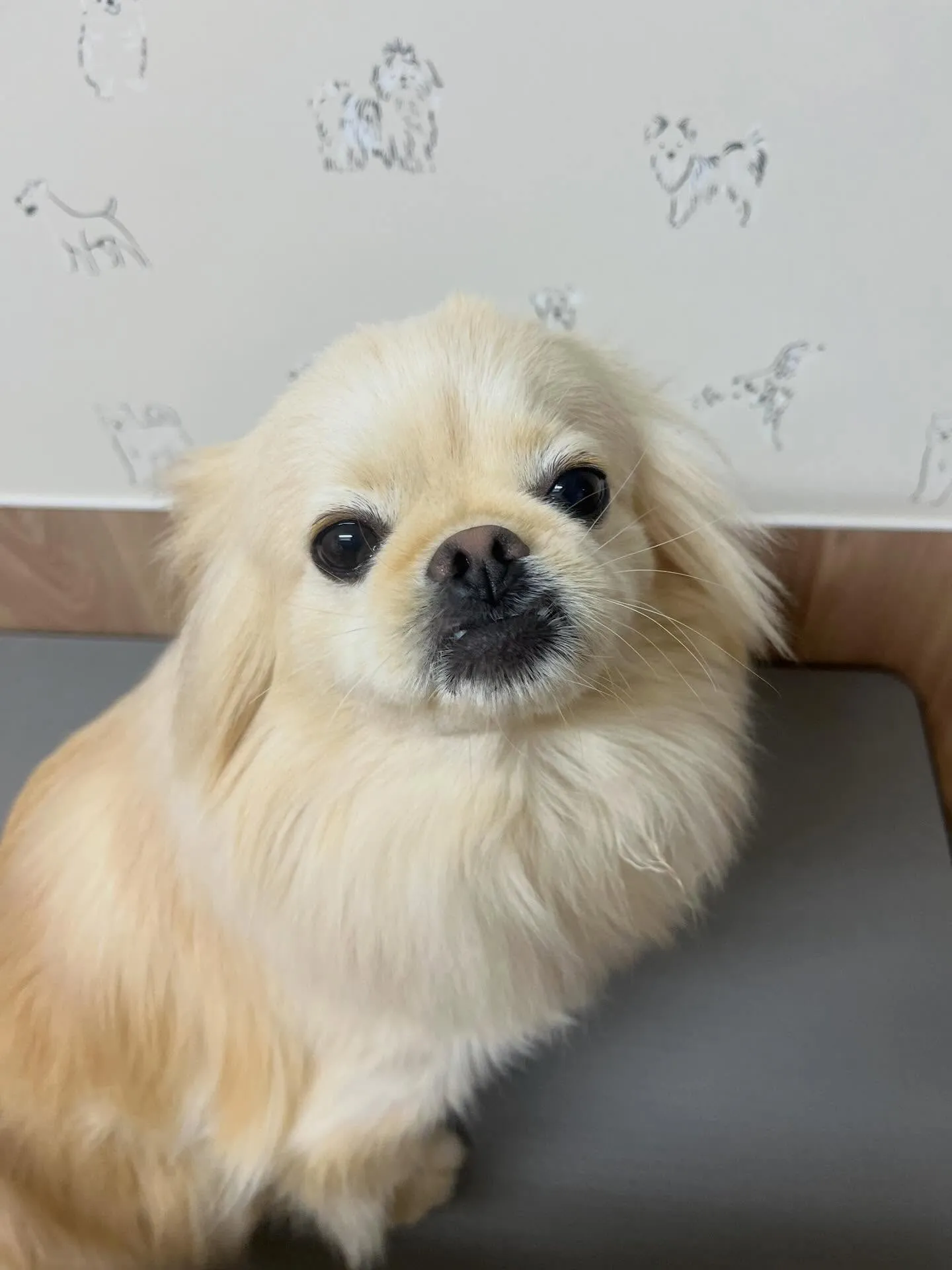 🍃2/11のトリミング🍃ミックス🐶｜名東区・千種区・守山区の...