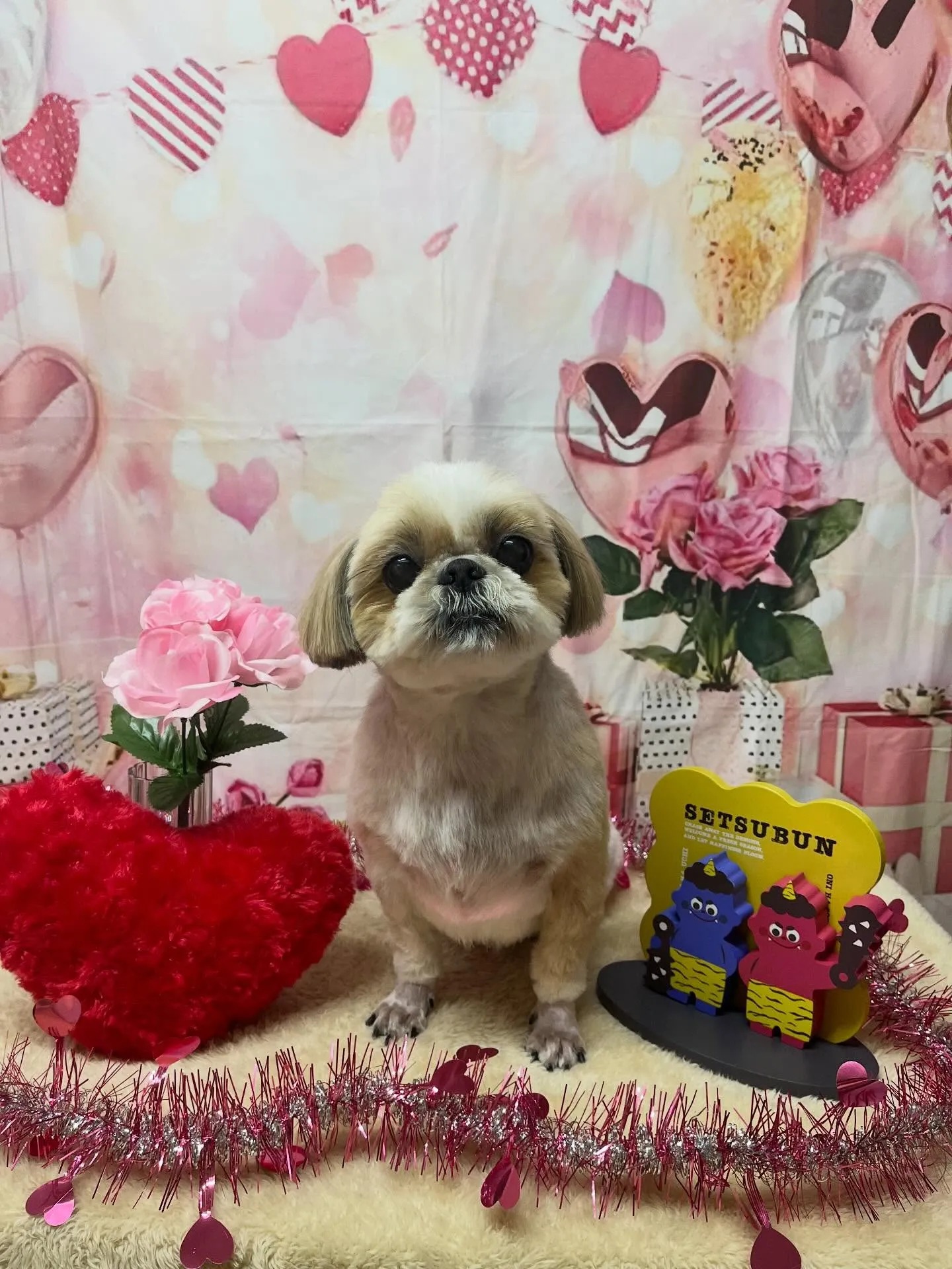 🍃2/11のトリミング🍃シーズー🐶|名東区・千種区・守山区の...