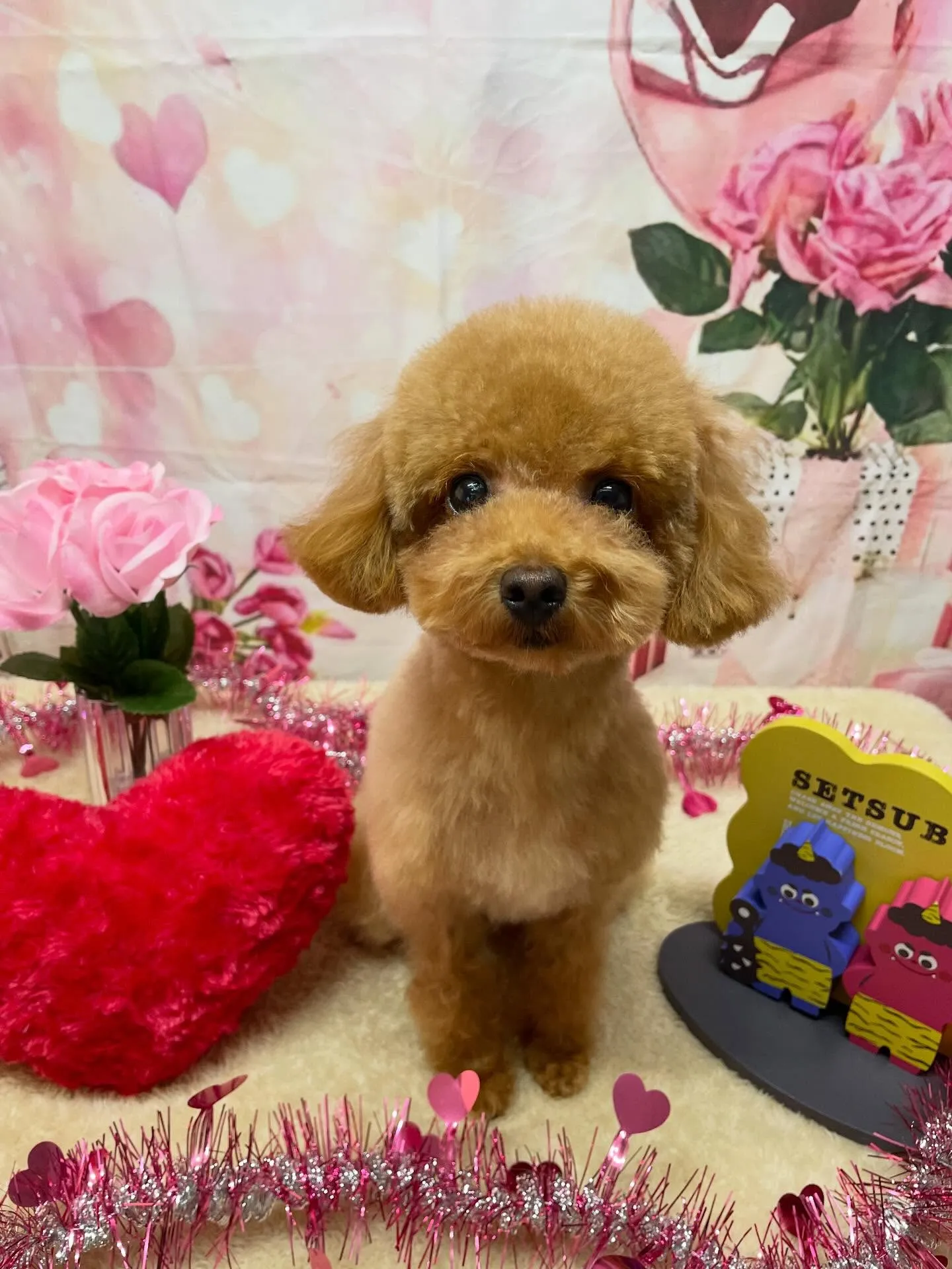 🍃2/13のトリミング🍃プードル🐶|名東区・千種区・守山区の...