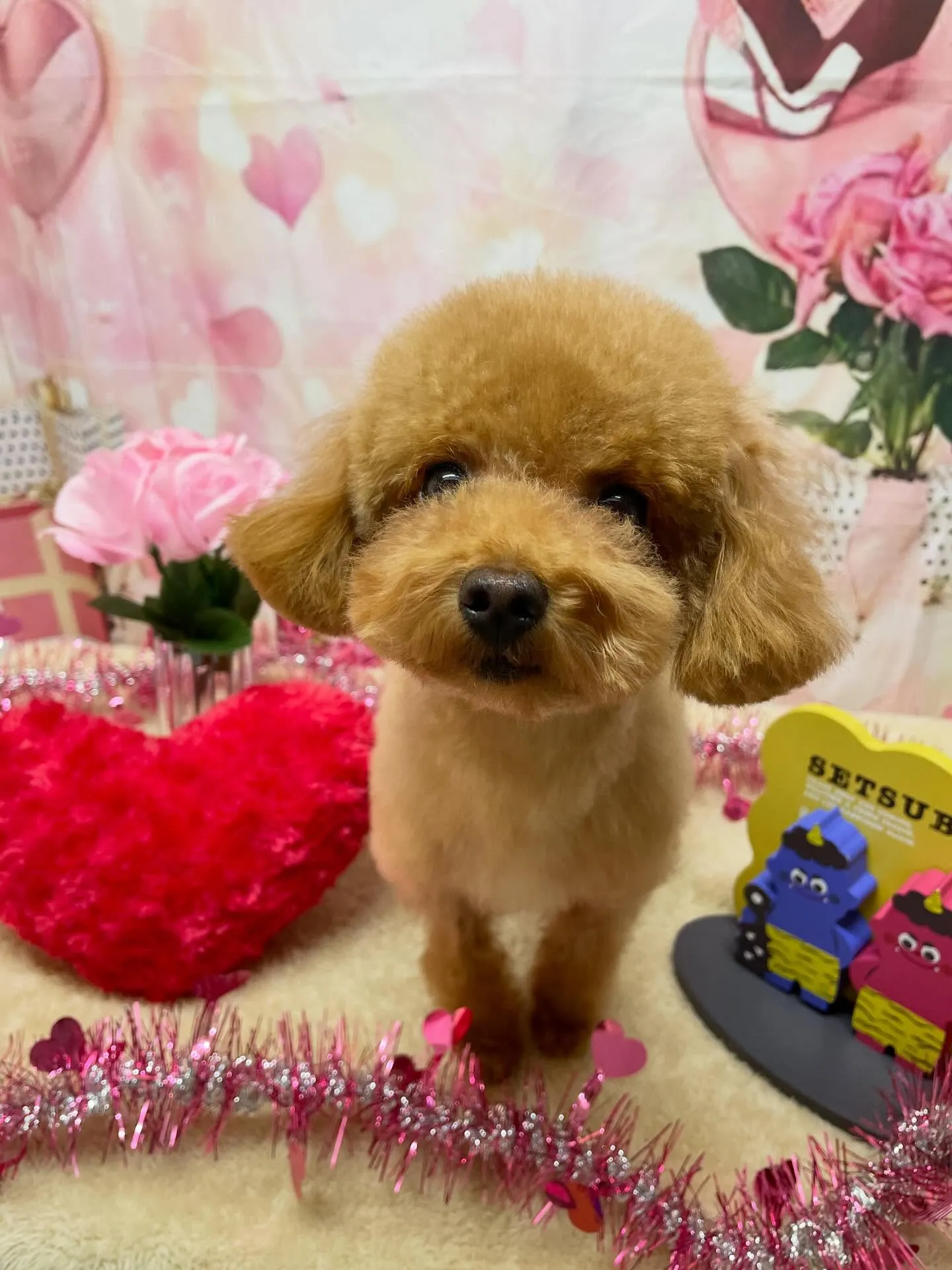 🍃2/13のトリミング🍃プードル🐶｜名東区・千種区・守山区の...