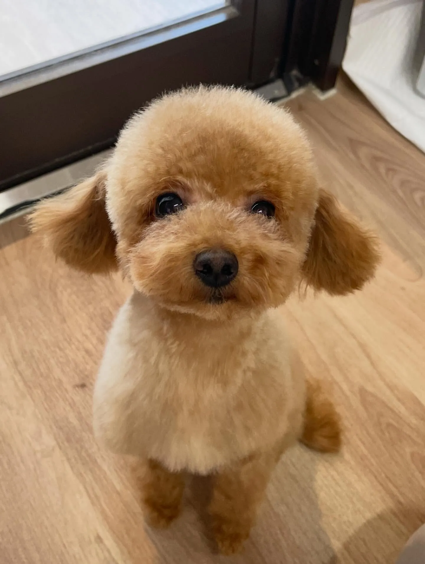 🍃2/13のトリミング🍃プードル🐶｜名東区・千種区・守山区の...