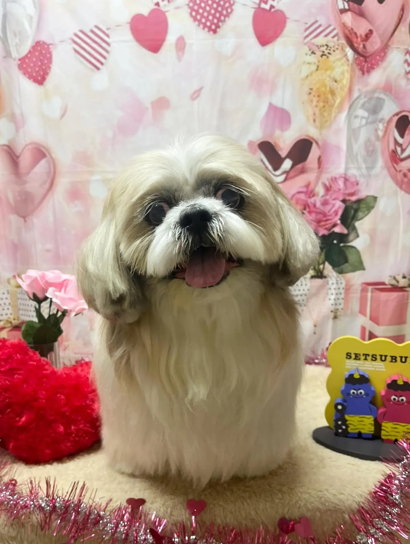 🍃2/13のトリミング🍃シーズー🐶|名東区・千種区・守山区の...