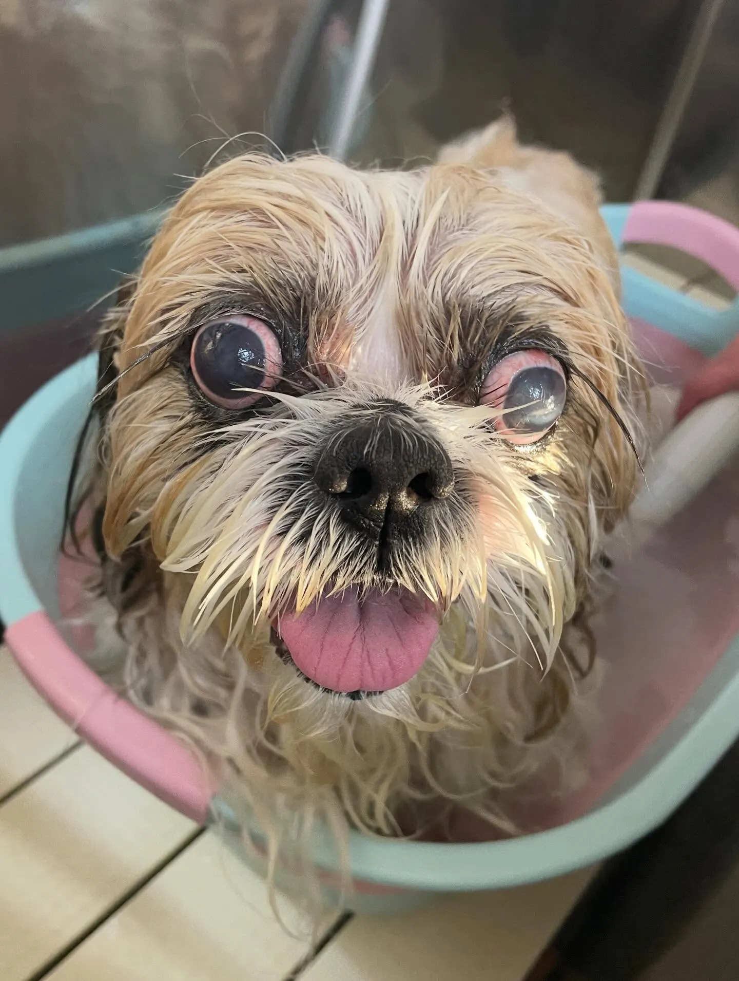 🍃2/13のトリミング🍃シーズー🐶｜名東区・千種区・守山区の...