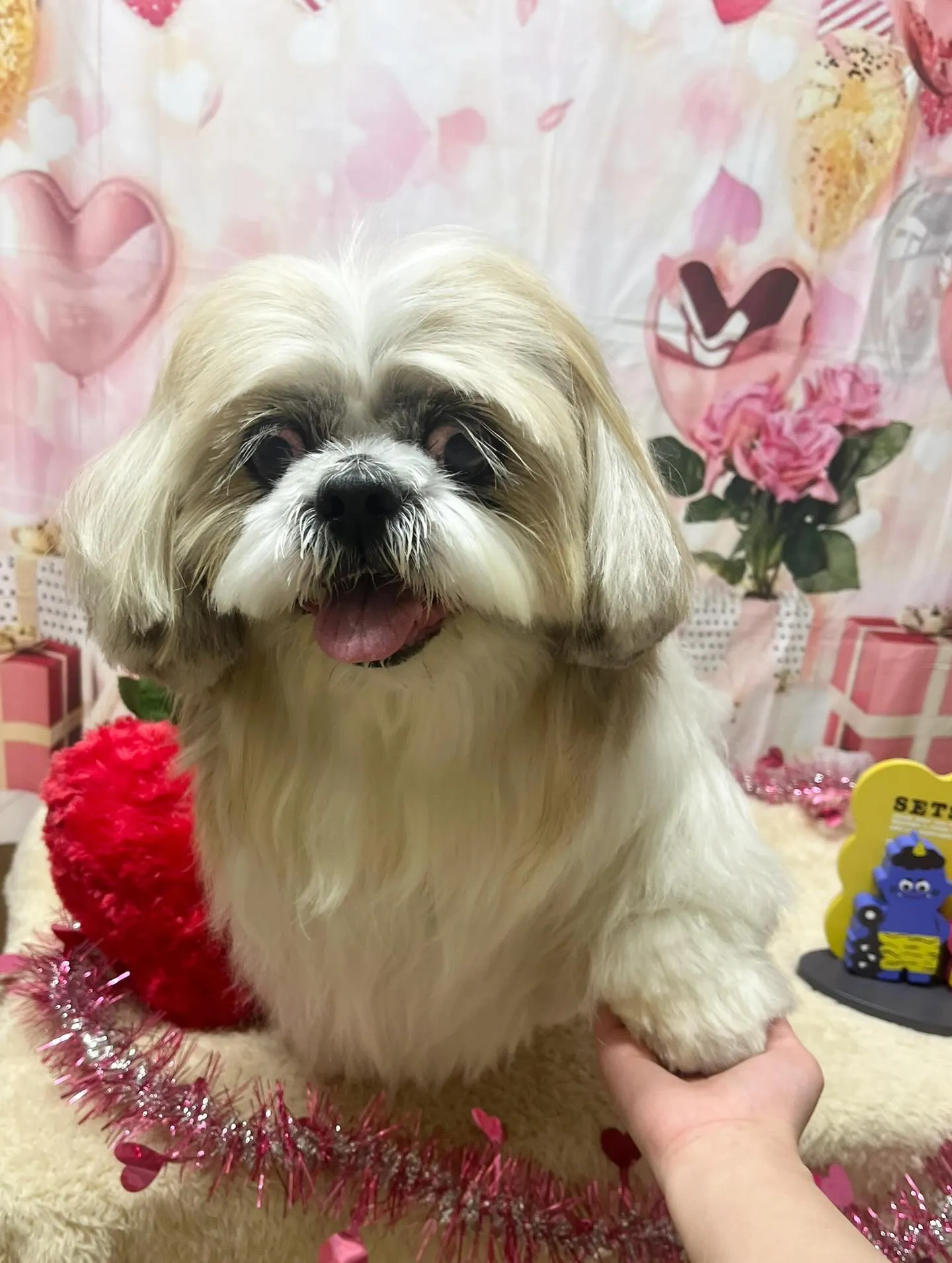 🍃2/13のトリミング🍃シーズー🐶｜名東区・千種区・守山区の...