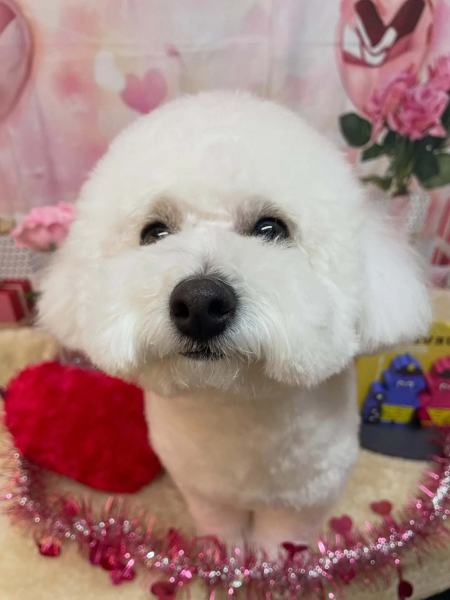 🍃2/14のトリミング🍃ミックス犬🐶｜名東区・千種区・守山区...