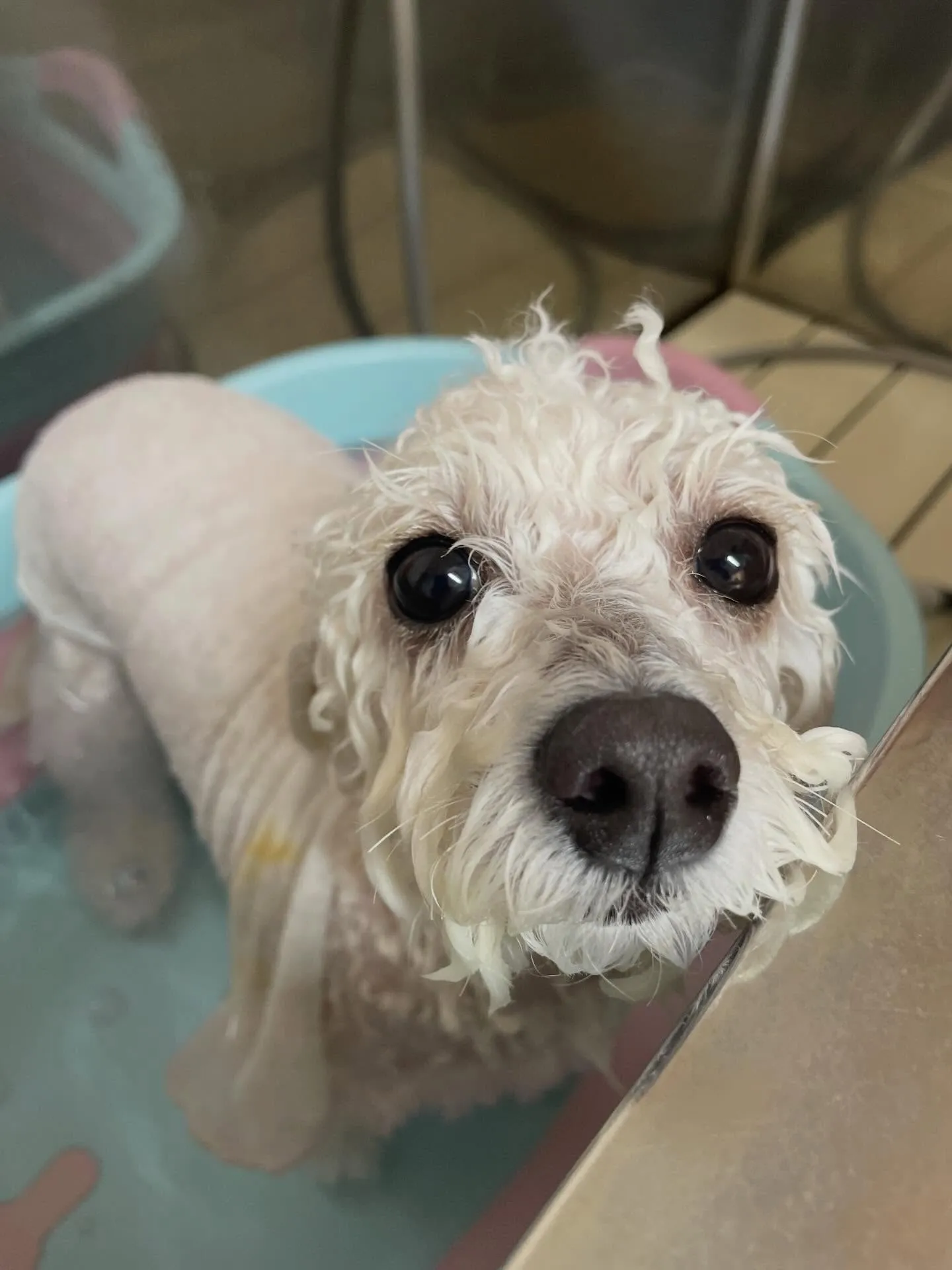 🍃2/14のトリミング🍃ミックス犬🐶｜名東区・千種区・守山区...