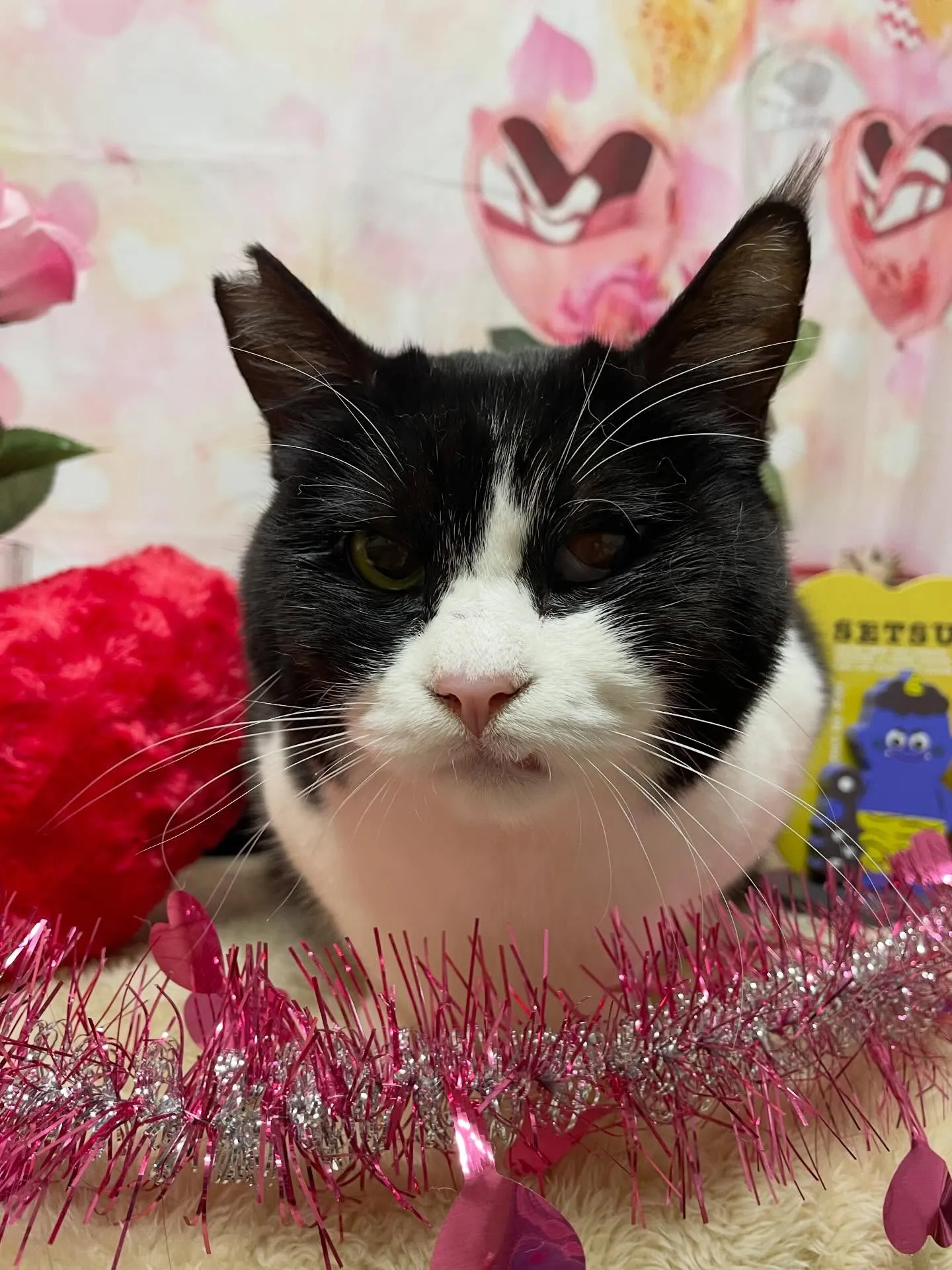 🍃2/14のトリミング🍃日本猫🐱|名東区・千種区・守山区の動...