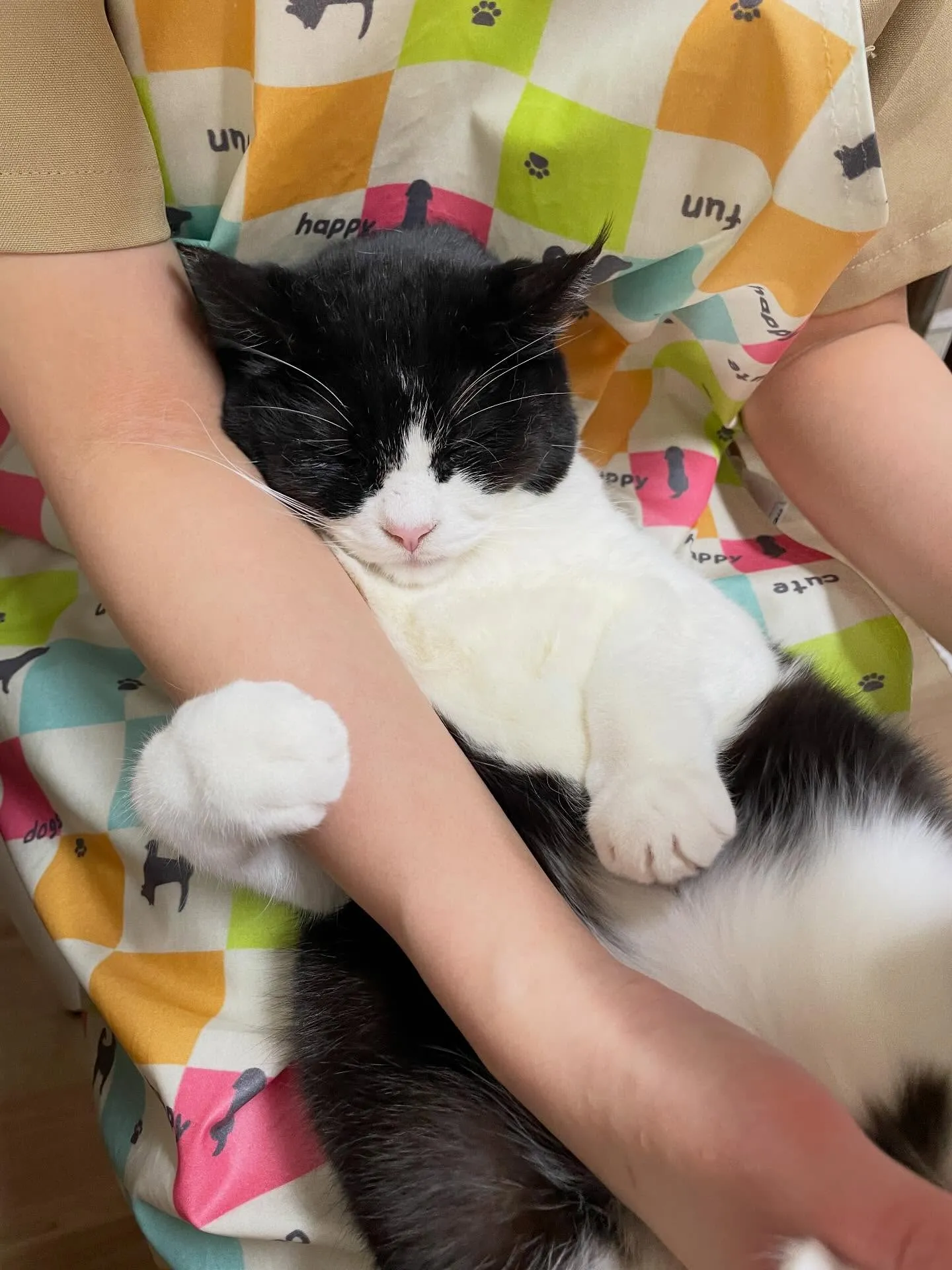 🍃2/14のトリミング🍃日本猫🐱｜名東区・千種区・守山区の動...