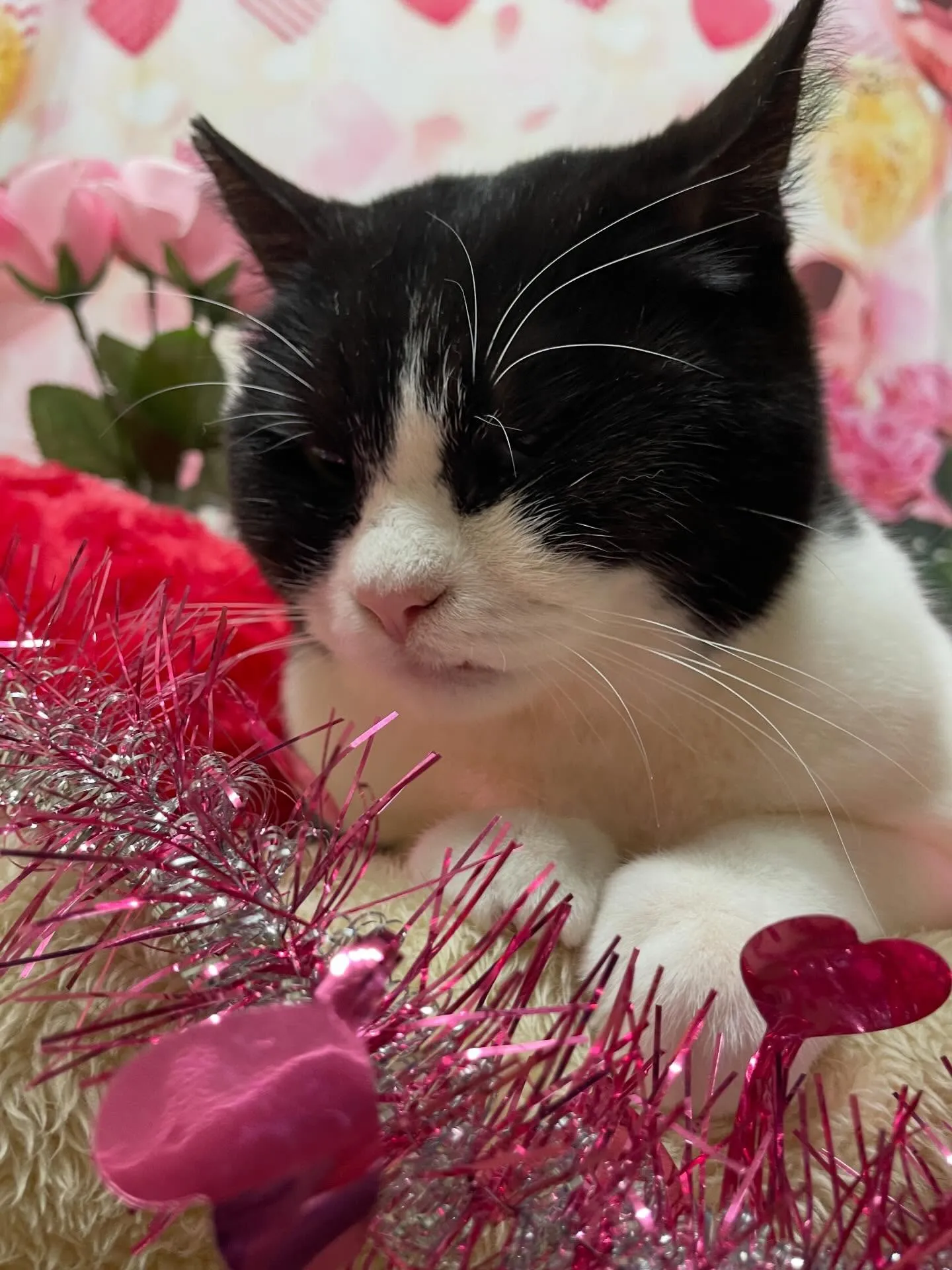 🍃2/14のトリミング🍃日本猫🐱｜名東区・千種区・守山区の動...