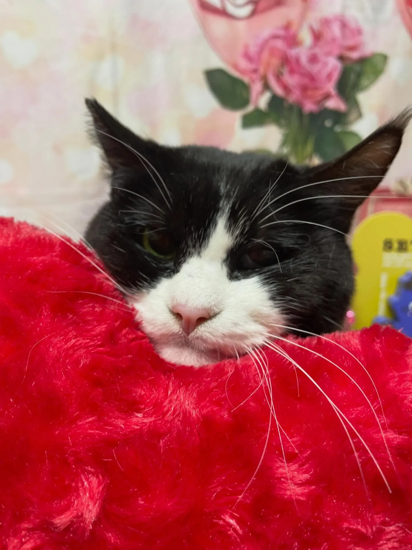 🍃2/14のトリミング🍃日本猫🐱｜名東区・千種区・守山区の動...