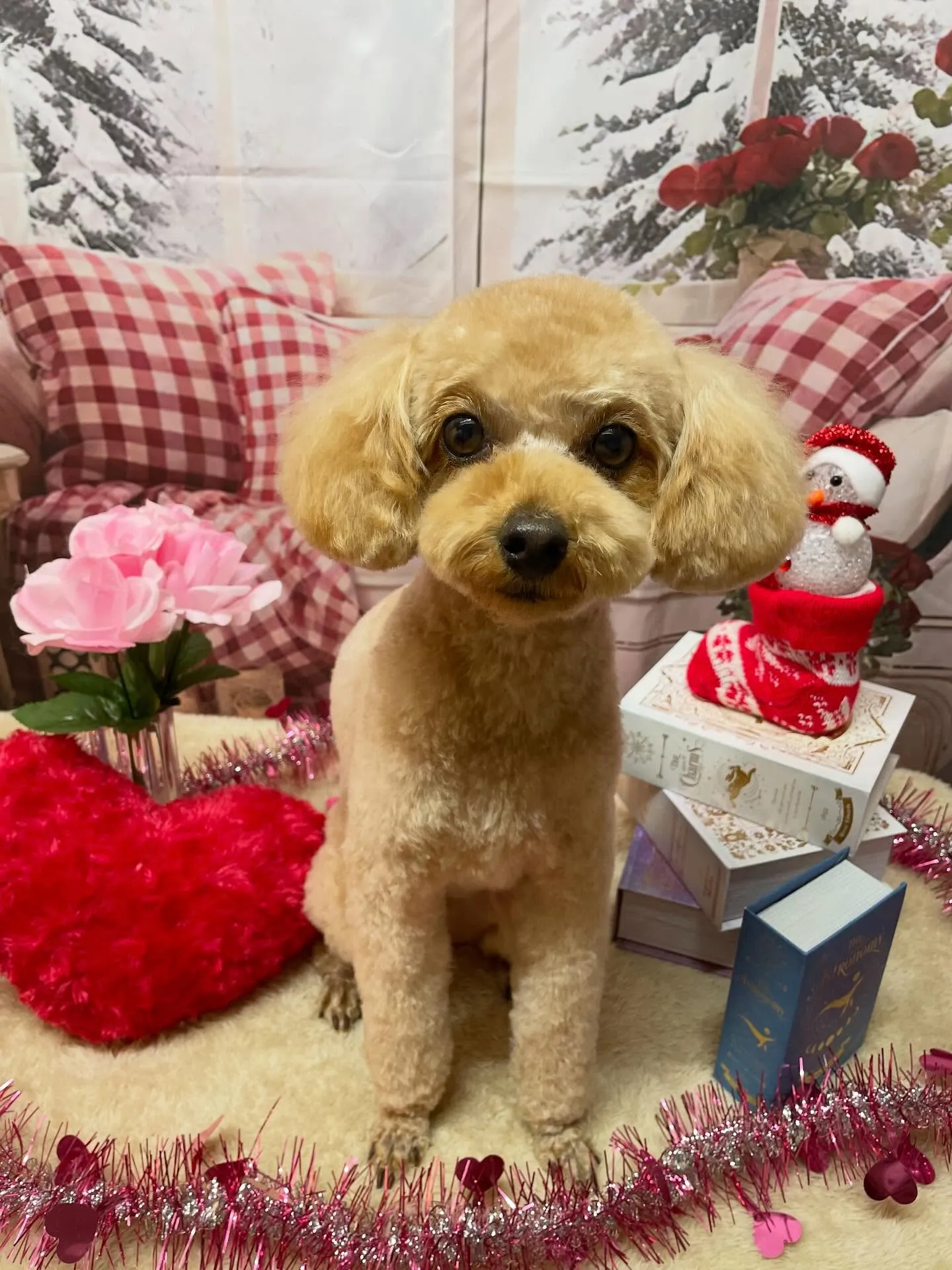 🍃2/15のトリミング🍃プードル🐶|名東区・千種区・守山区の...