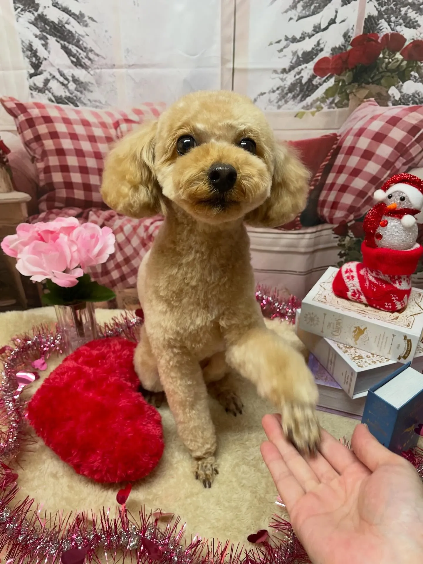 🍃2/15のトリミング🍃プードル🐶｜名東区・千種区・守山区の...