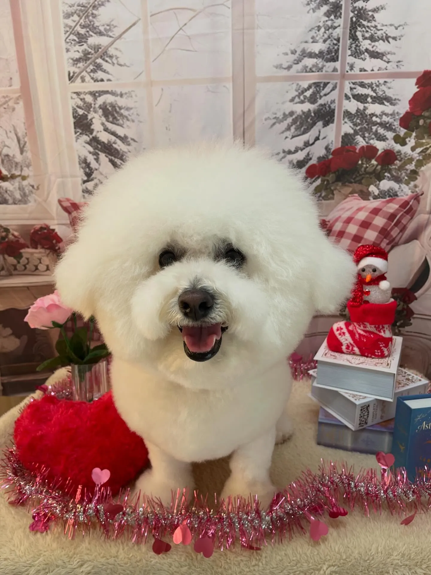 🍃2/15のトリミング🍃ビジョンフリーゼ🐶|名東区・千種区・...