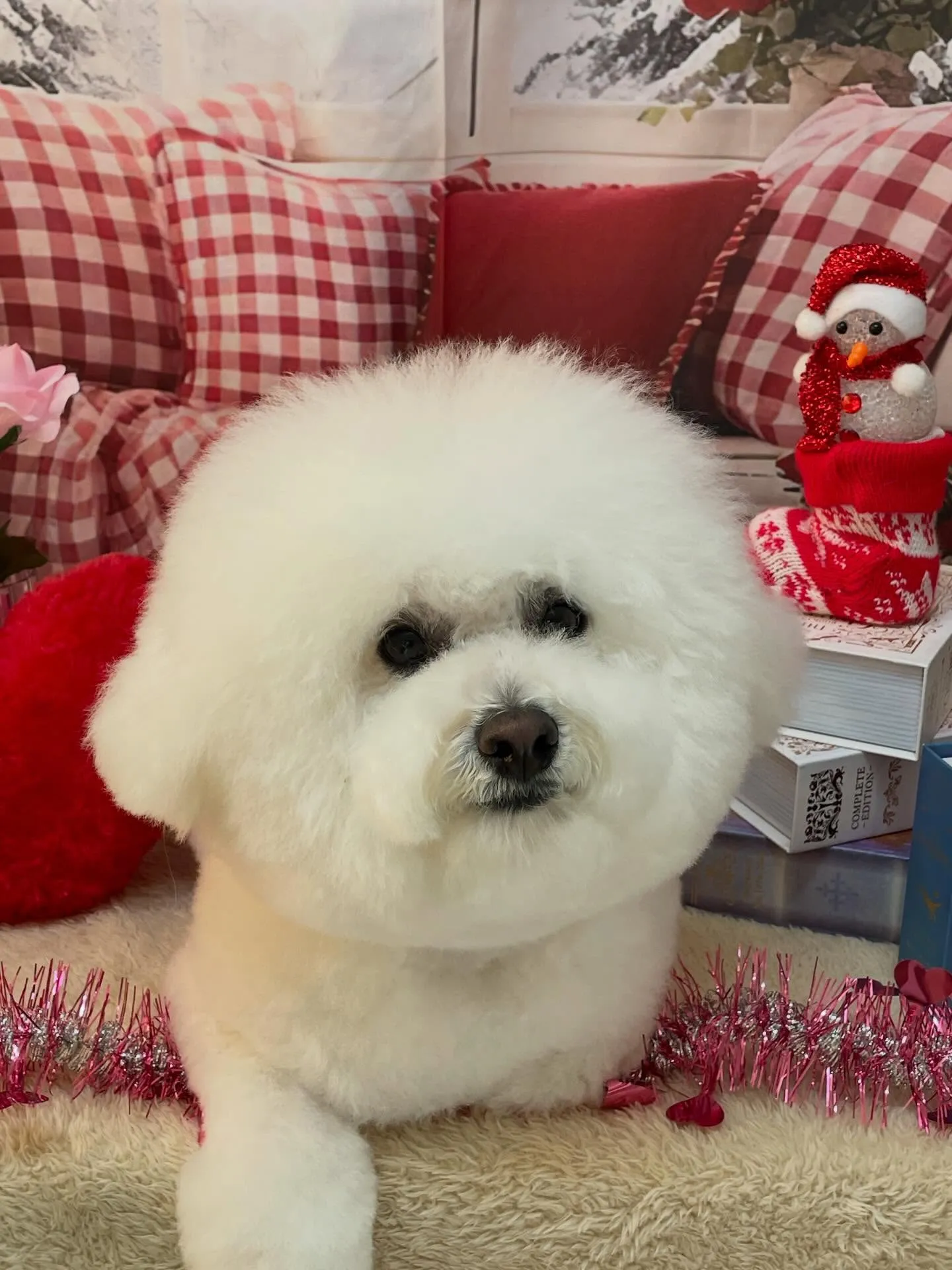 🍃2/15のトリミング🍃ビジョンフリーゼ🐶｜名東区・千種区・...