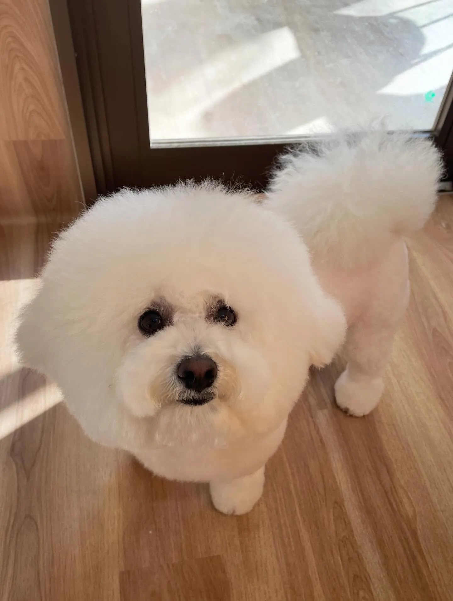 🍃2/15のトリミング🍃ビジョンフリーゼ🐶｜名東区・千種区・...