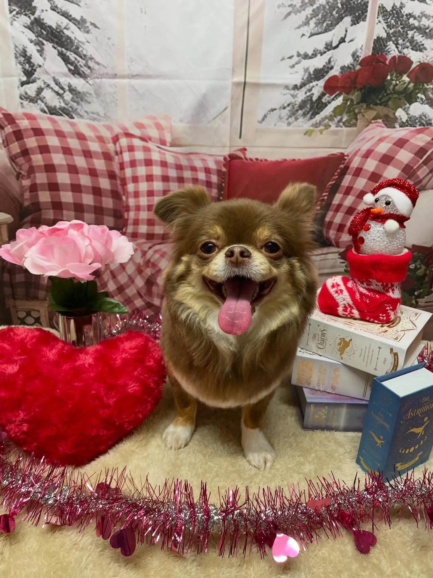 🍃2/15のトリミング🍃チワワ🐶|名東区・千種区・守山区の動...