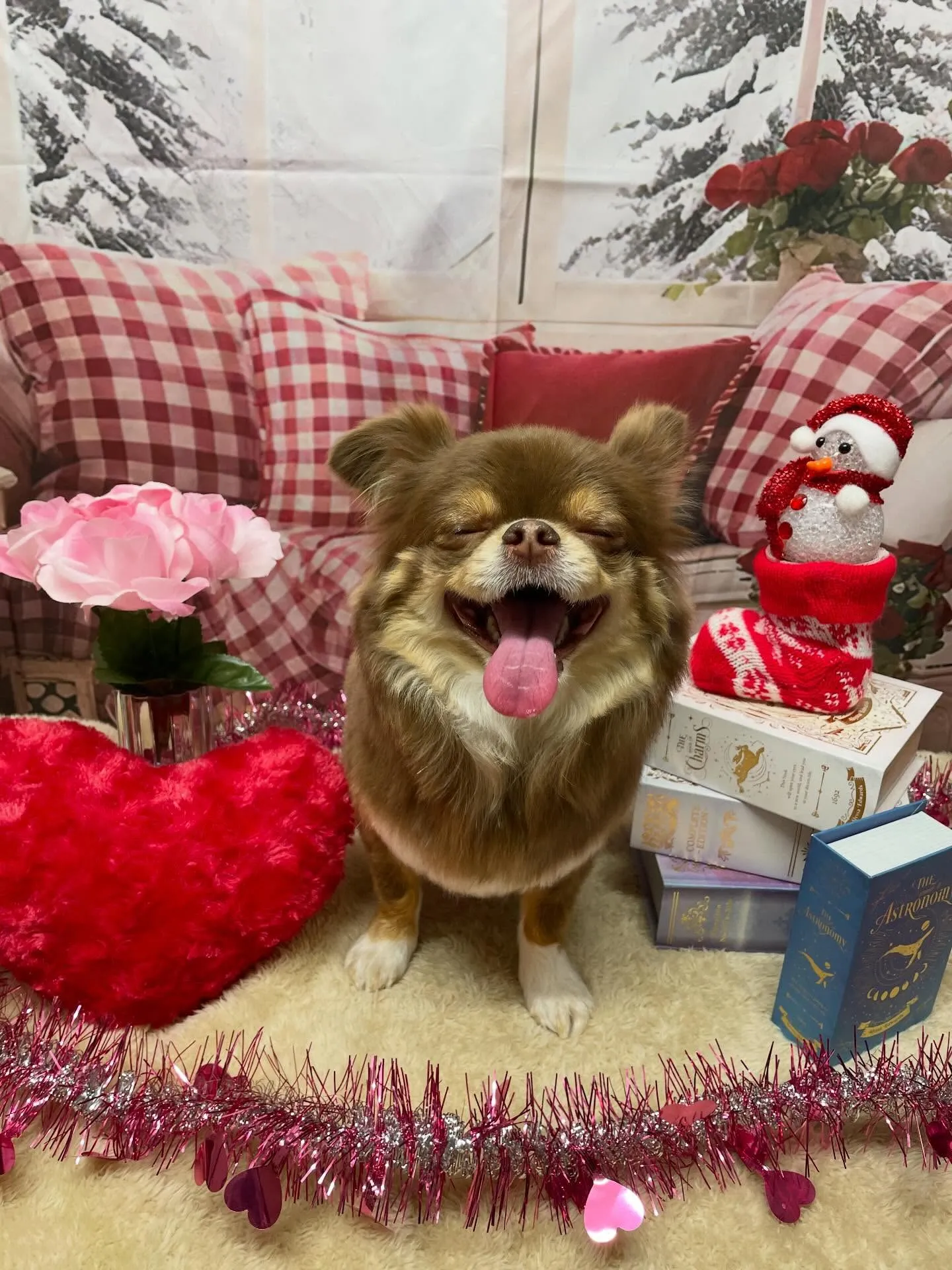 🍃2/15のトリミング🍃チワワ🐶｜名東区・千種区・守山区の動...