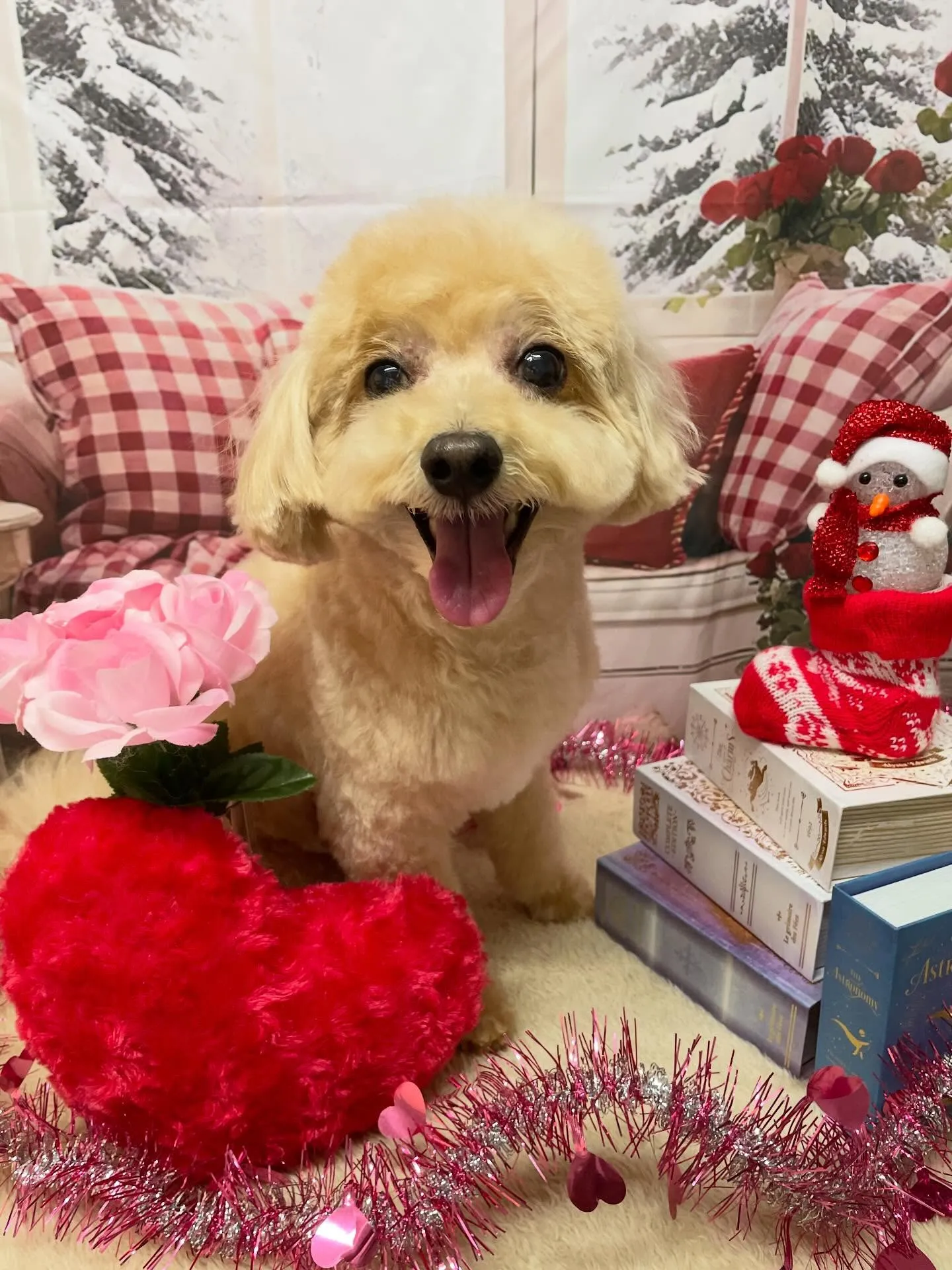 🍃2/17のトリミング🍃ミックス犬🐶|名東区・千種区・守山区...