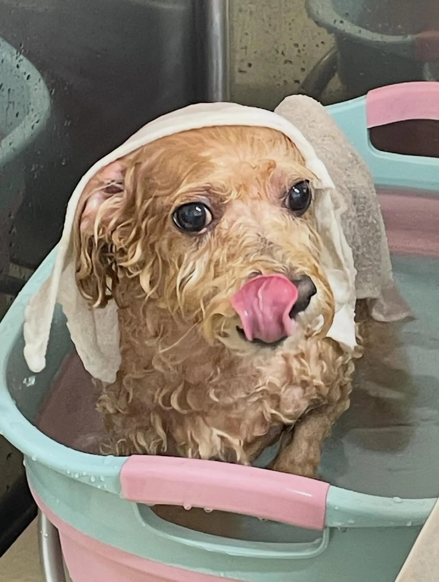 🍃2/17のトリミング🍃ミックス犬🐶｜名東区・千種区・守山区...