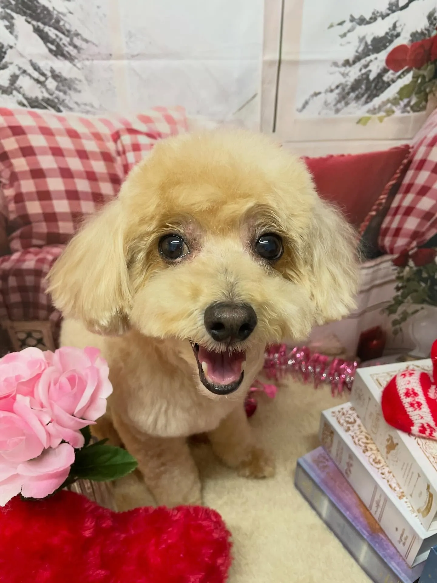 🍃2/17のトリミング🍃ミックス犬🐶｜名東区・千種区・守山区...