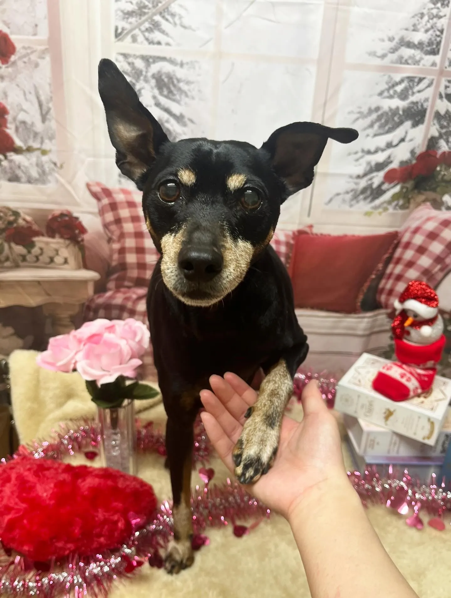 🍃2/17のトリミング🍃ミニチュアピンシャー 🐶｜名東区・千...