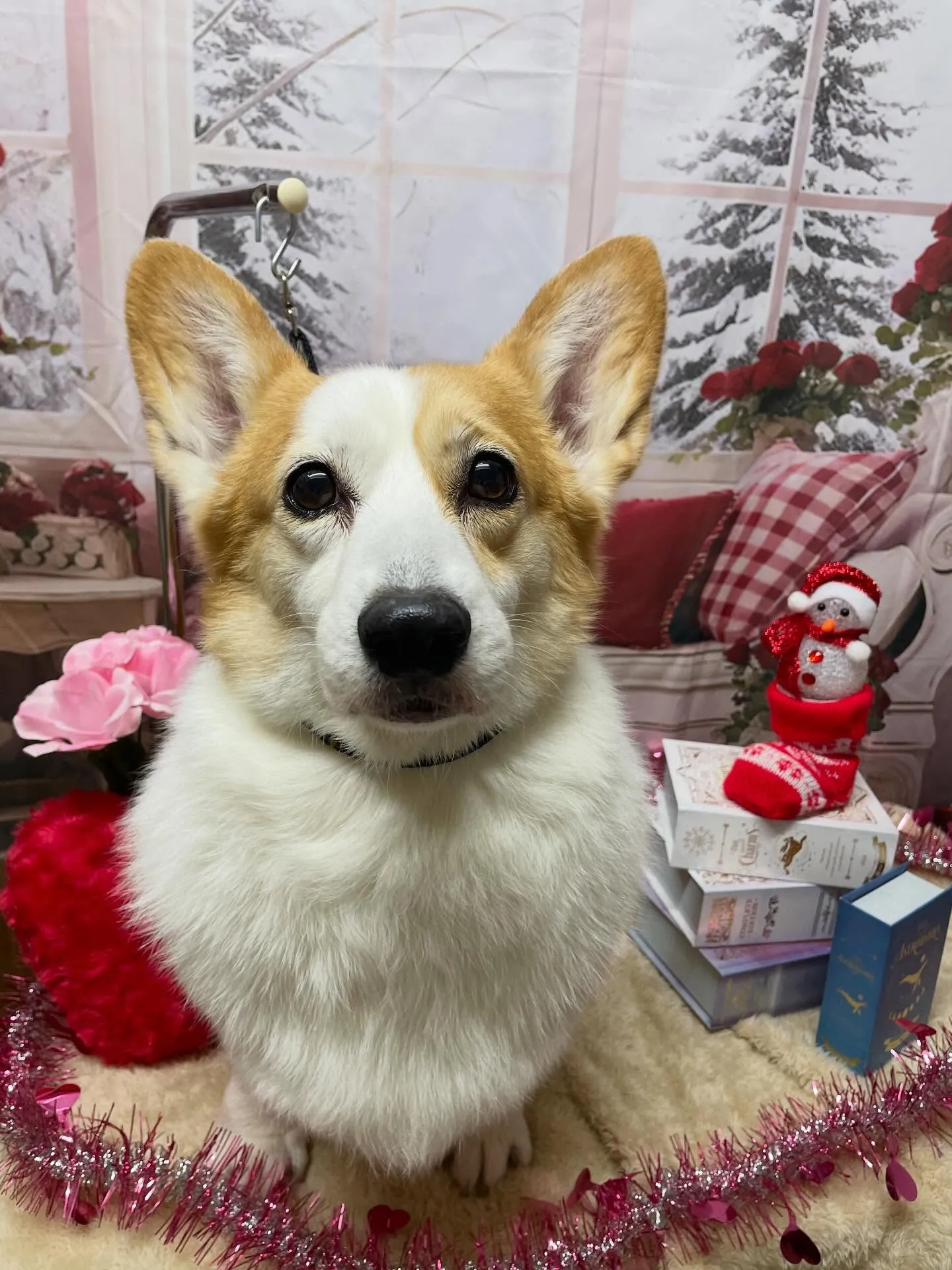 🍃2/17のトリミング🍃コーギー🐶|名東区・千種区・守山区の...