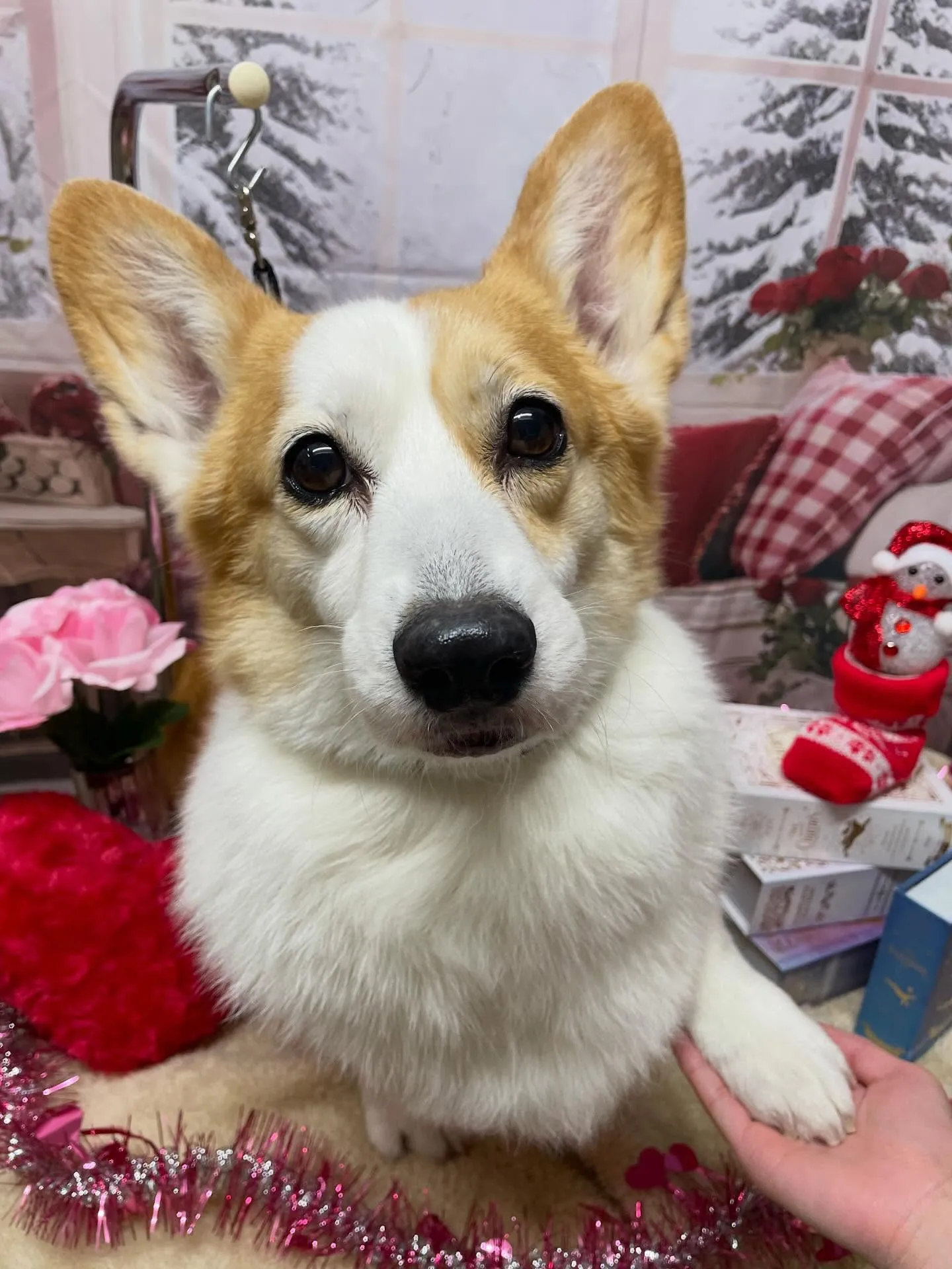 🍃2/17のトリミング🍃コーギー🐶｜名東区・千種区・守山区の...