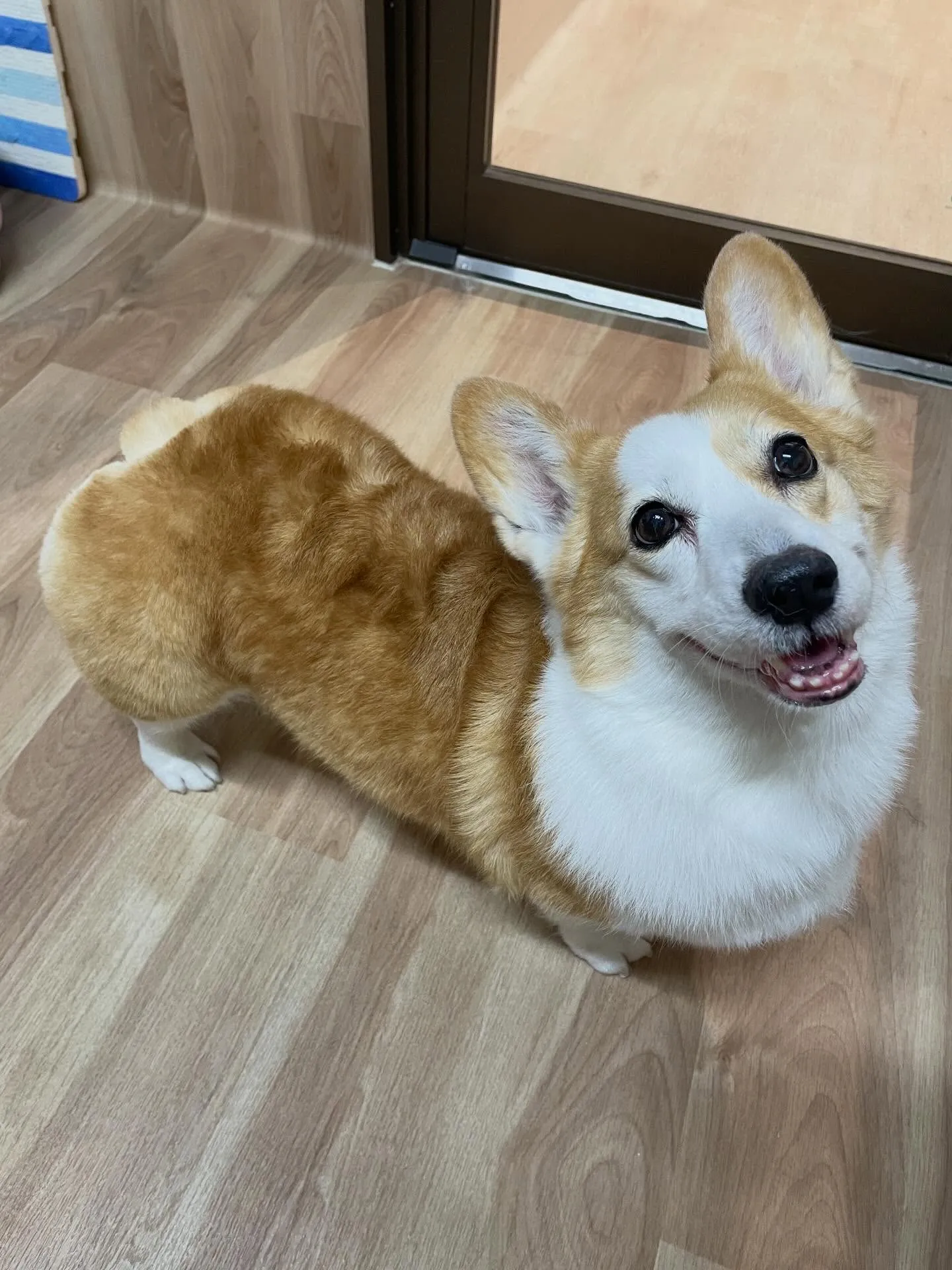 🍃2/17のトリミング🍃コーギー🐶｜名東区・千種区・守山区の...