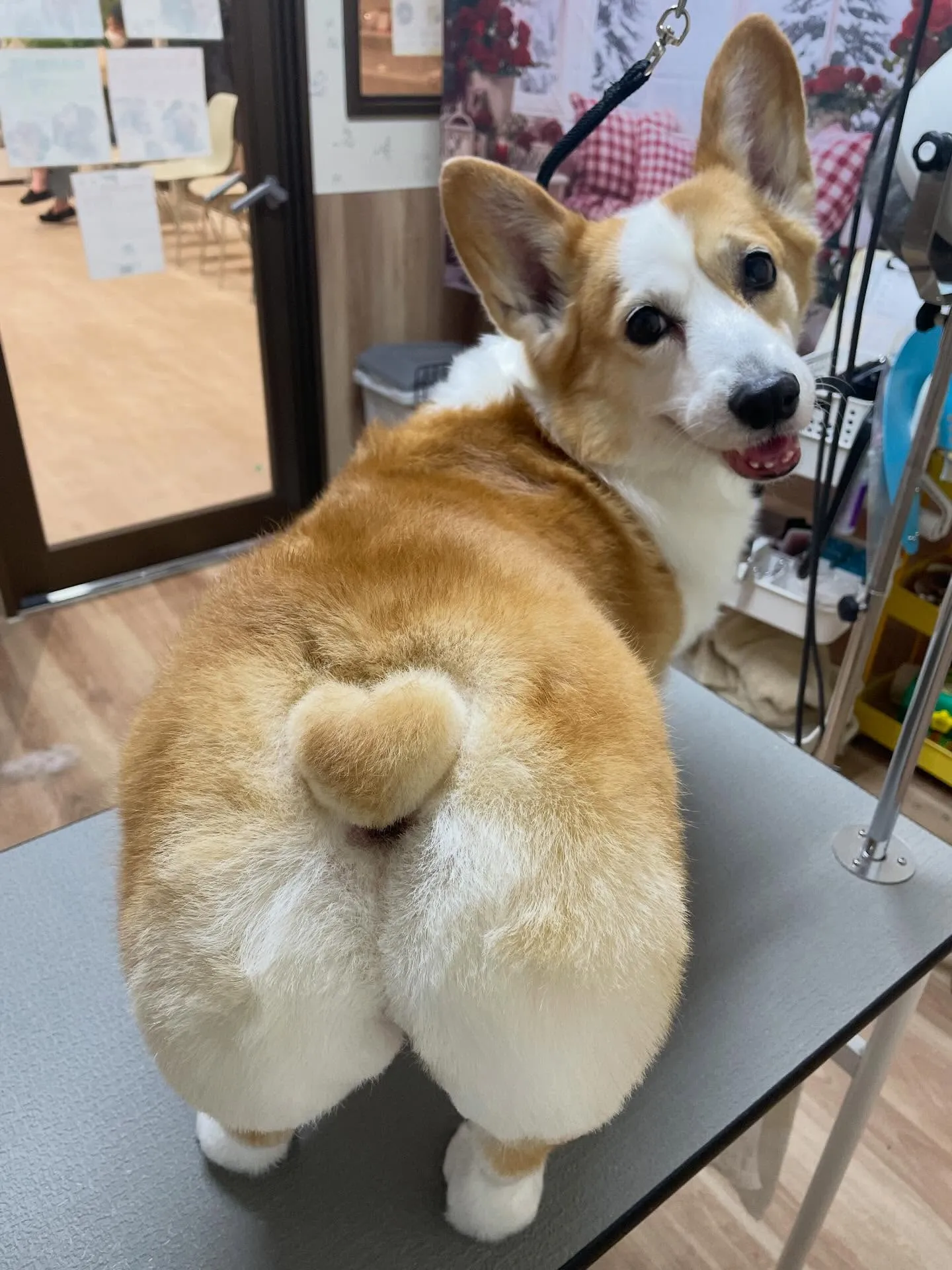 🍃2/17のトリミング🍃コーギー🐶｜名東区・千種区・守山区の...