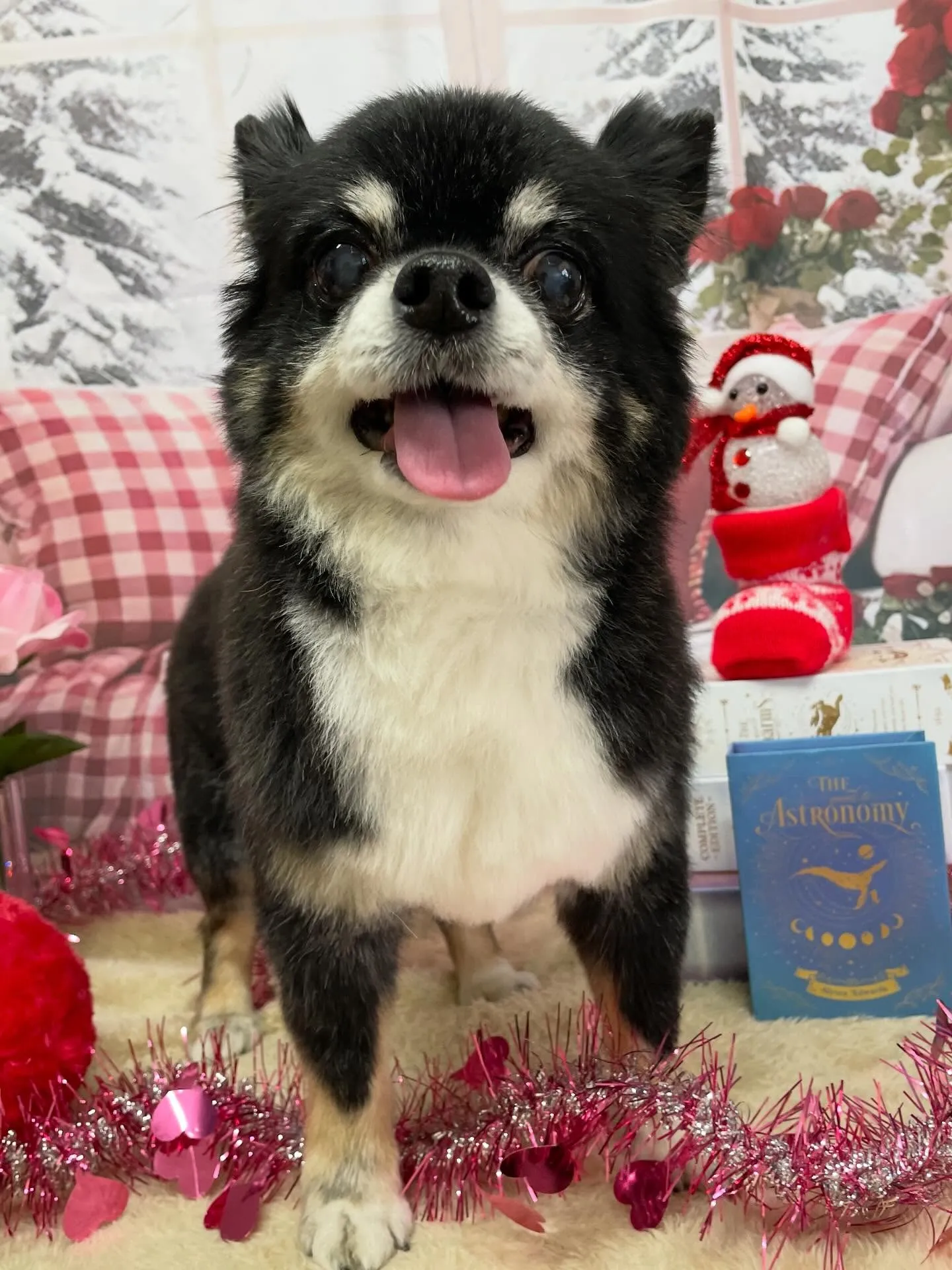 🍃2/18のトリミング🍃チワワ🐶｜名東区・千種区・守山区の動...