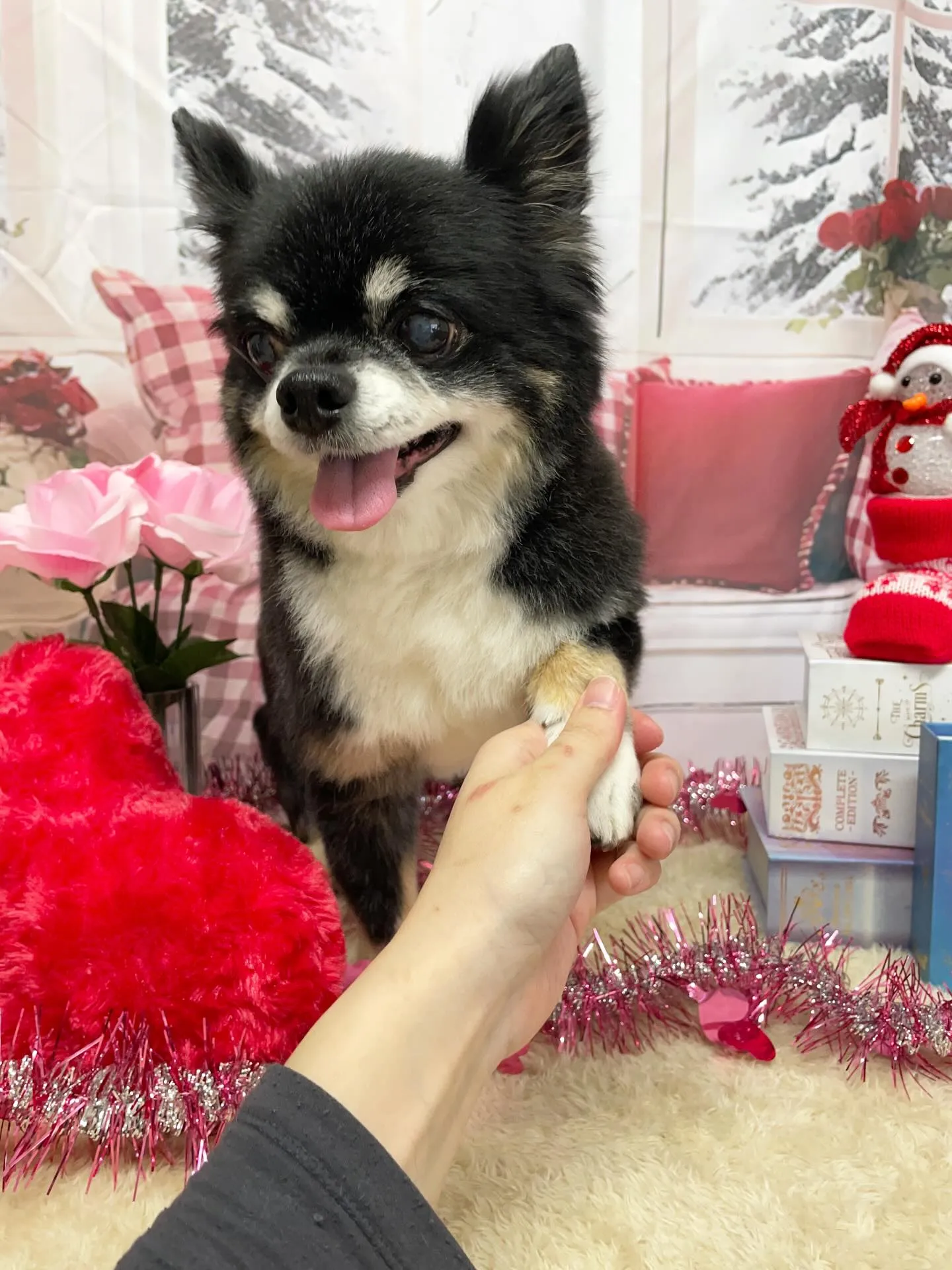 🍃2/18のトリミング🍃チワワ🐶｜名東区・千種区・守山区の動...