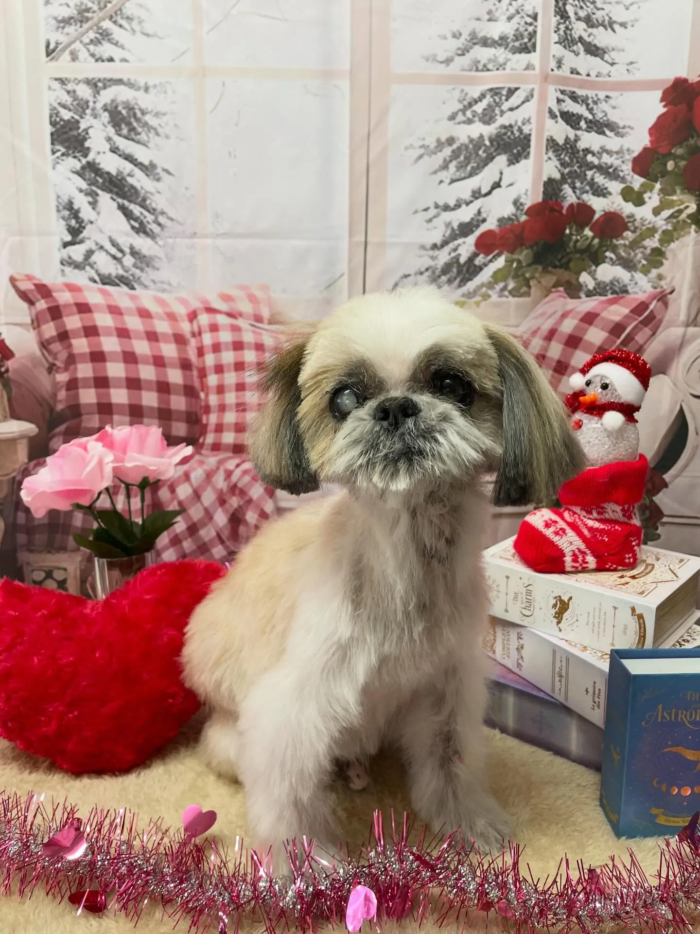 🍃2/18のトリミング🍃シーズー🐶｜名東区・千種区・守山区の...