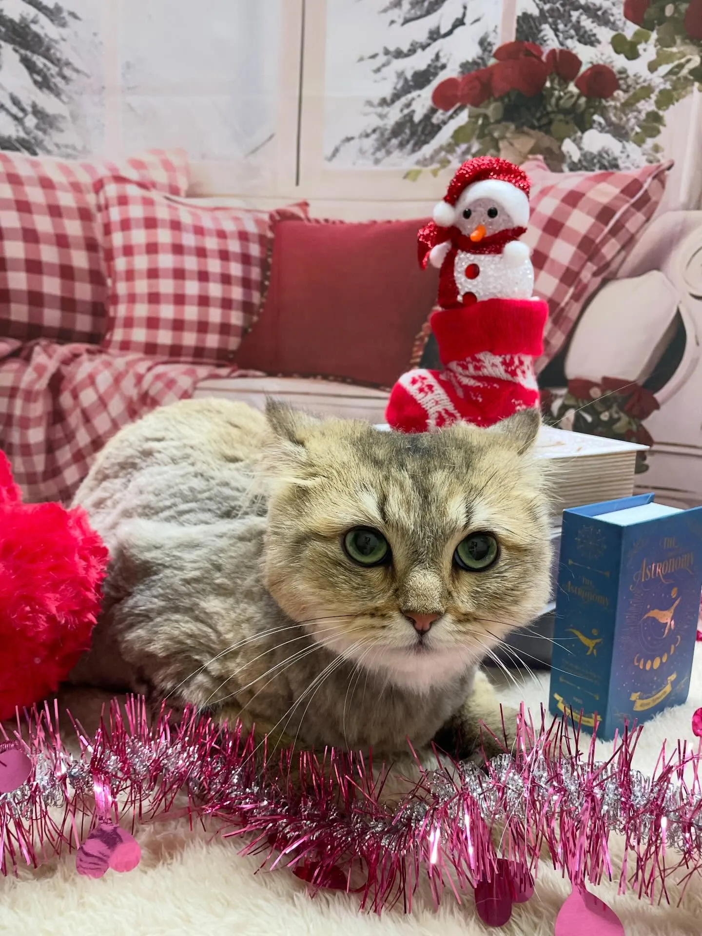 🍃2/18のトリミング🍃ラガマフィン🐱｜名東区・千種区・守山...