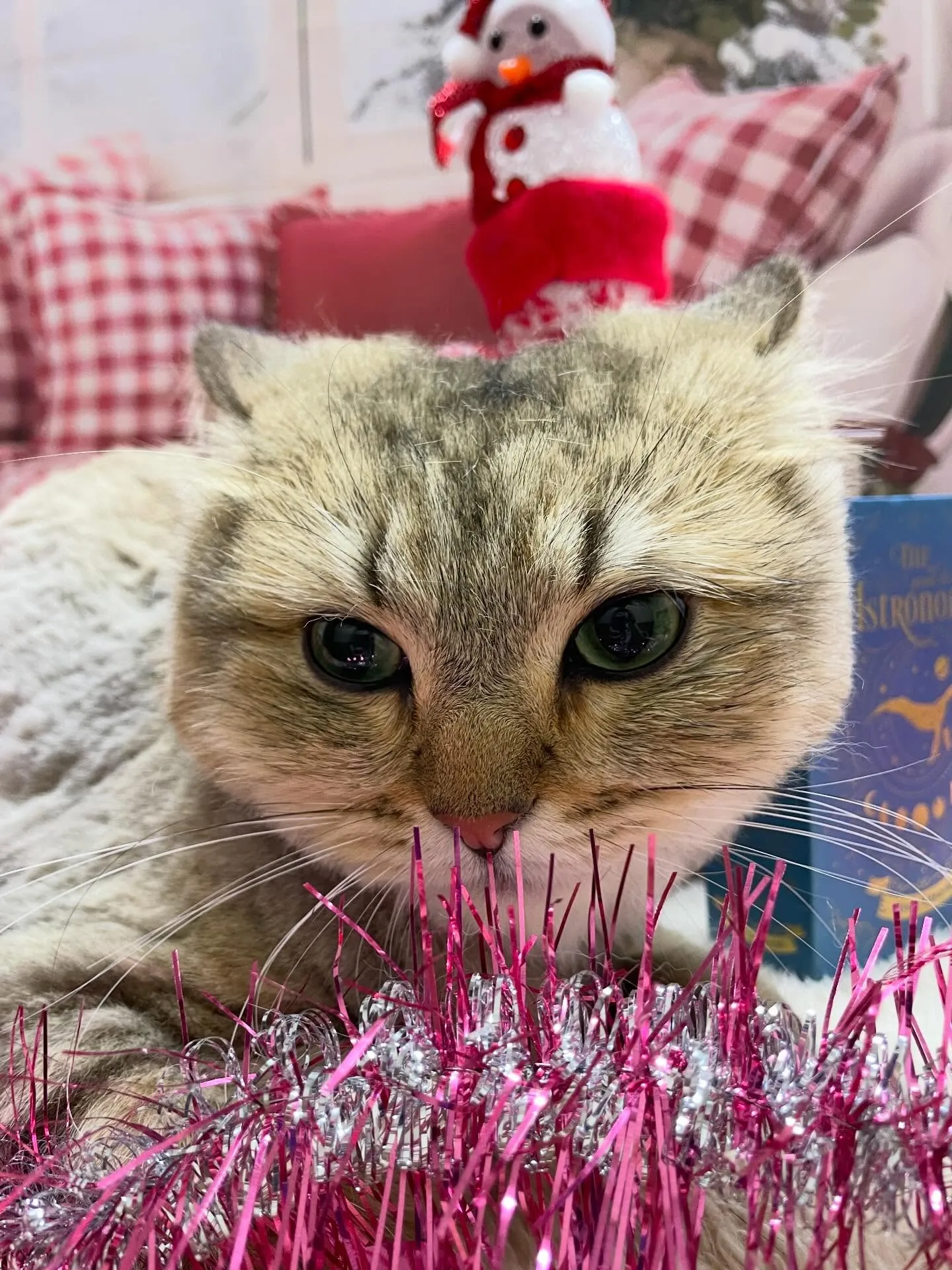 🍃2/18のトリミング🍃ラガマフィン🐱｜名東区・千種区・守山...