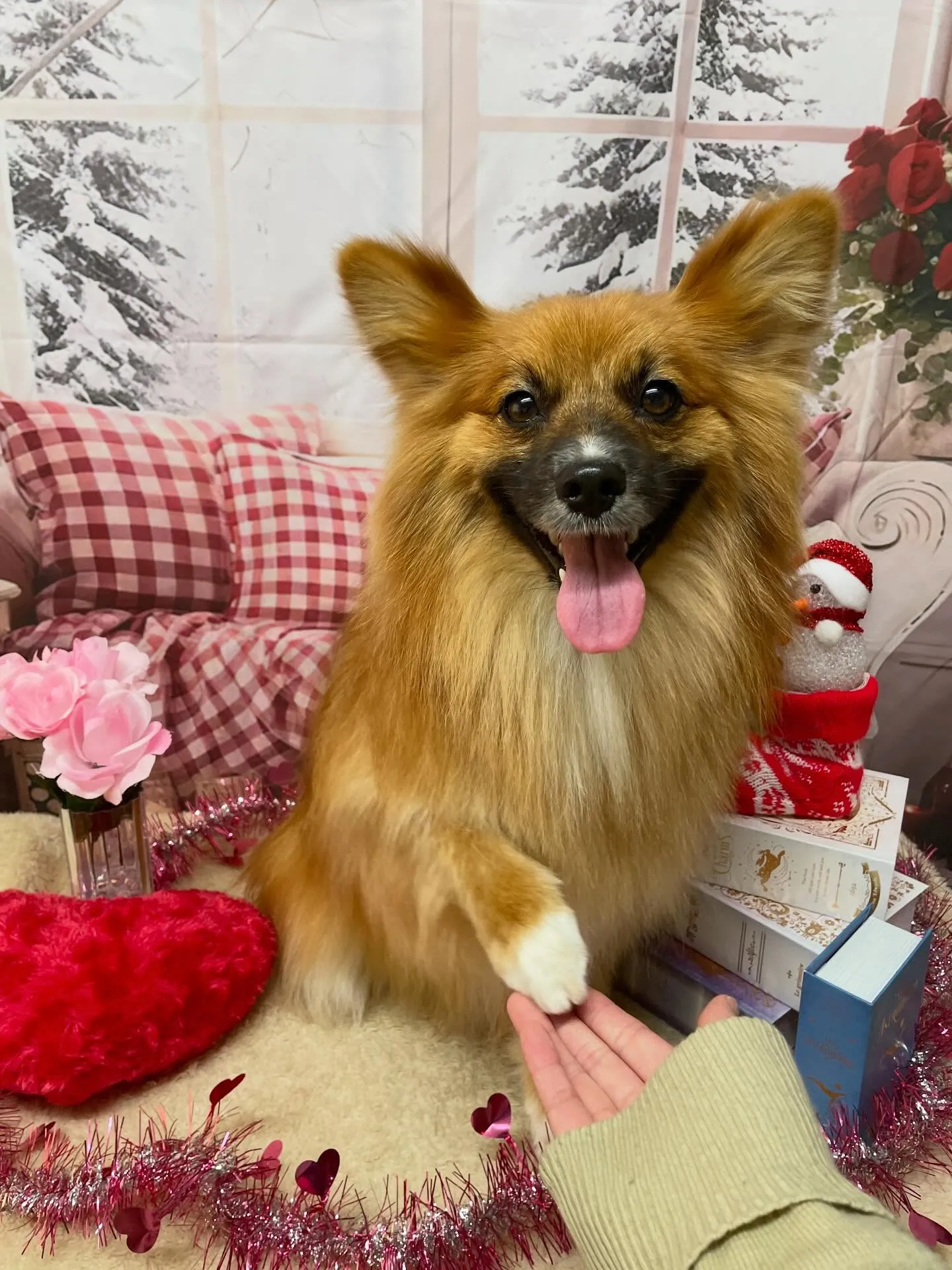 🍃2/18のトリミング🍃ミックス犬🐶｜名東区・千種区・守山区...