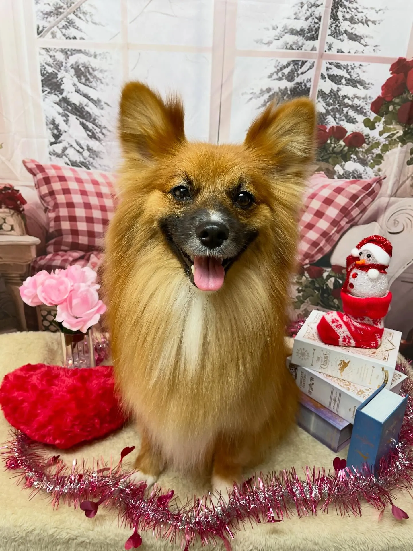 🍃2/18のトリミング🍃ミックス犬🐶｜名東区・千種区・守山区...